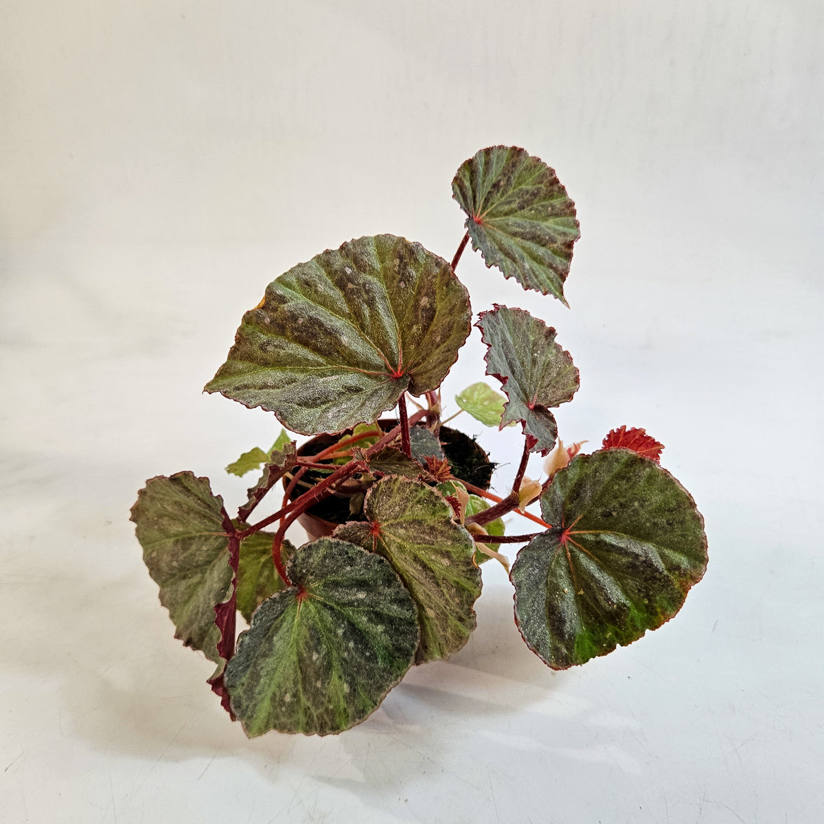 Begonia 'Snow Hare' 8cm H12cm