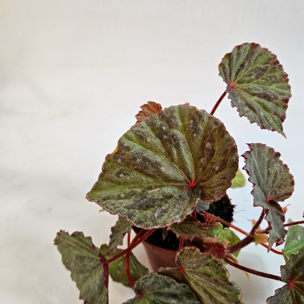 Begonia 'Snow Hare' 8cm H12cm