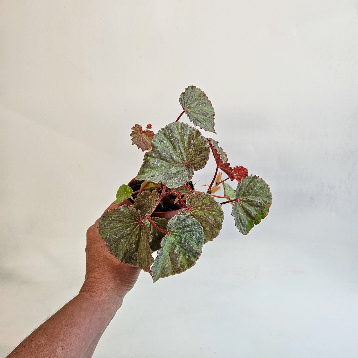 Begonia 'Snow Hare' 8cm H12cm