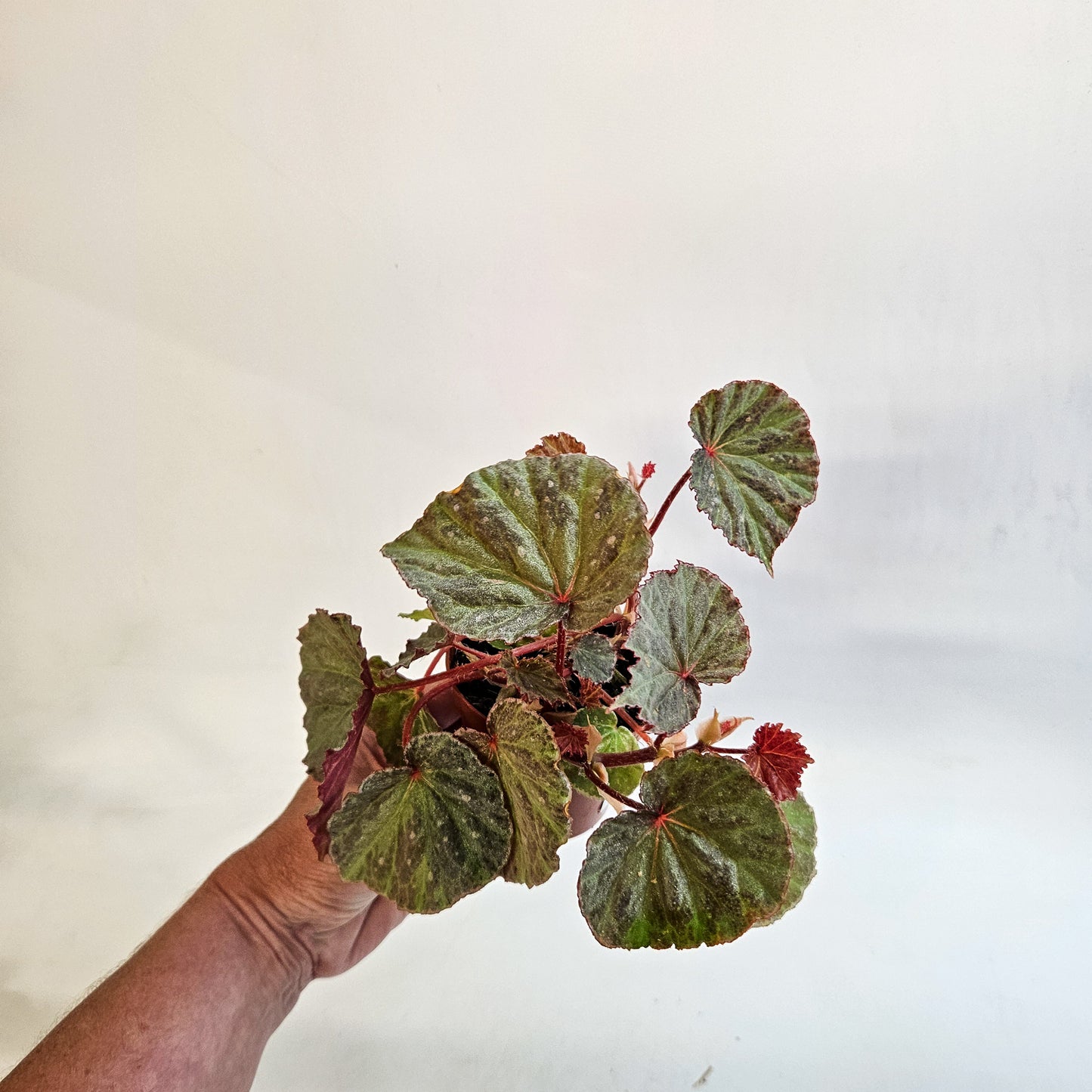 Begonia 'Snow Hare' 8cm H12cm