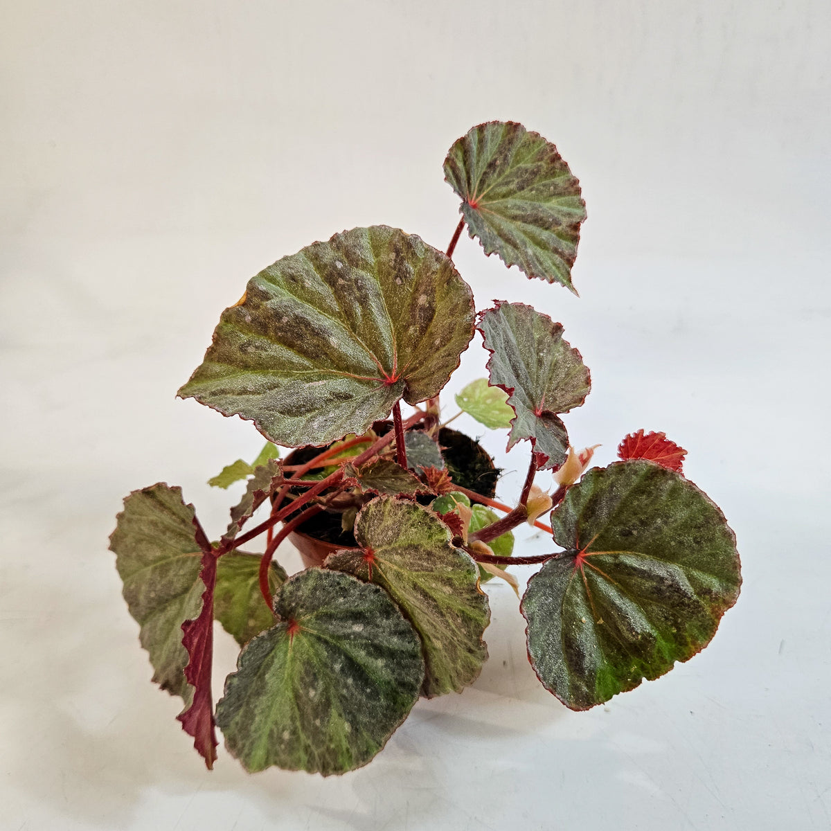 Begonia 'Snow Hare' 8cm H12cm
