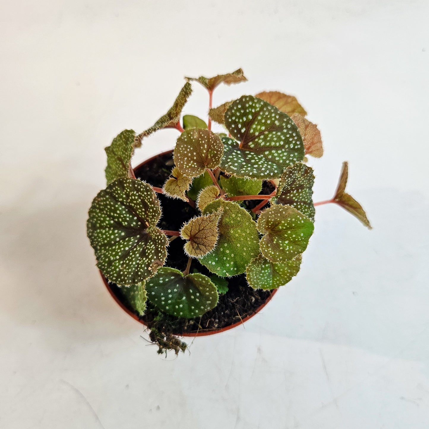 Begonia curtisii 'Galaxy' 8cm H12cm