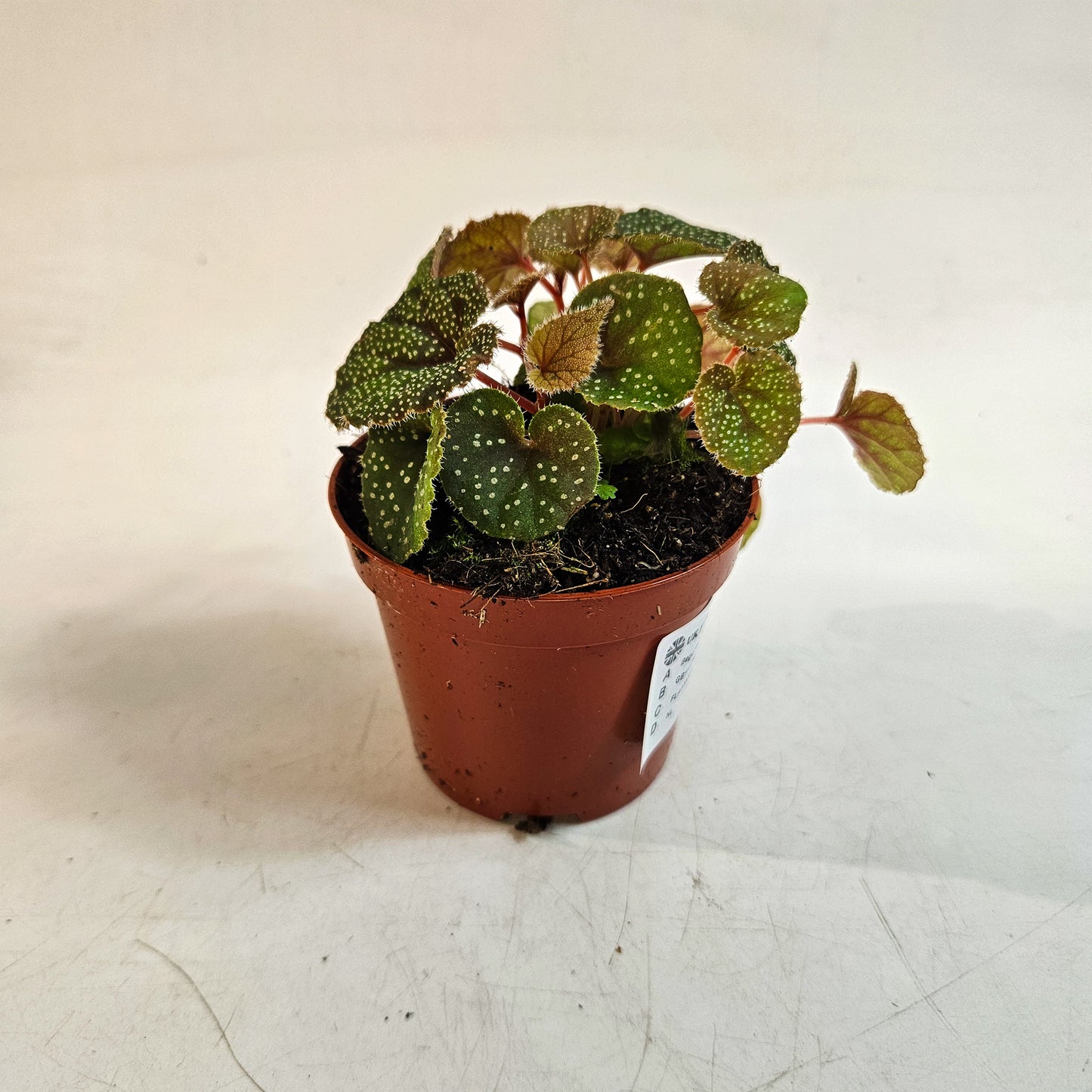 Begonia curtisii 'Galaxy' 8cm H12cm