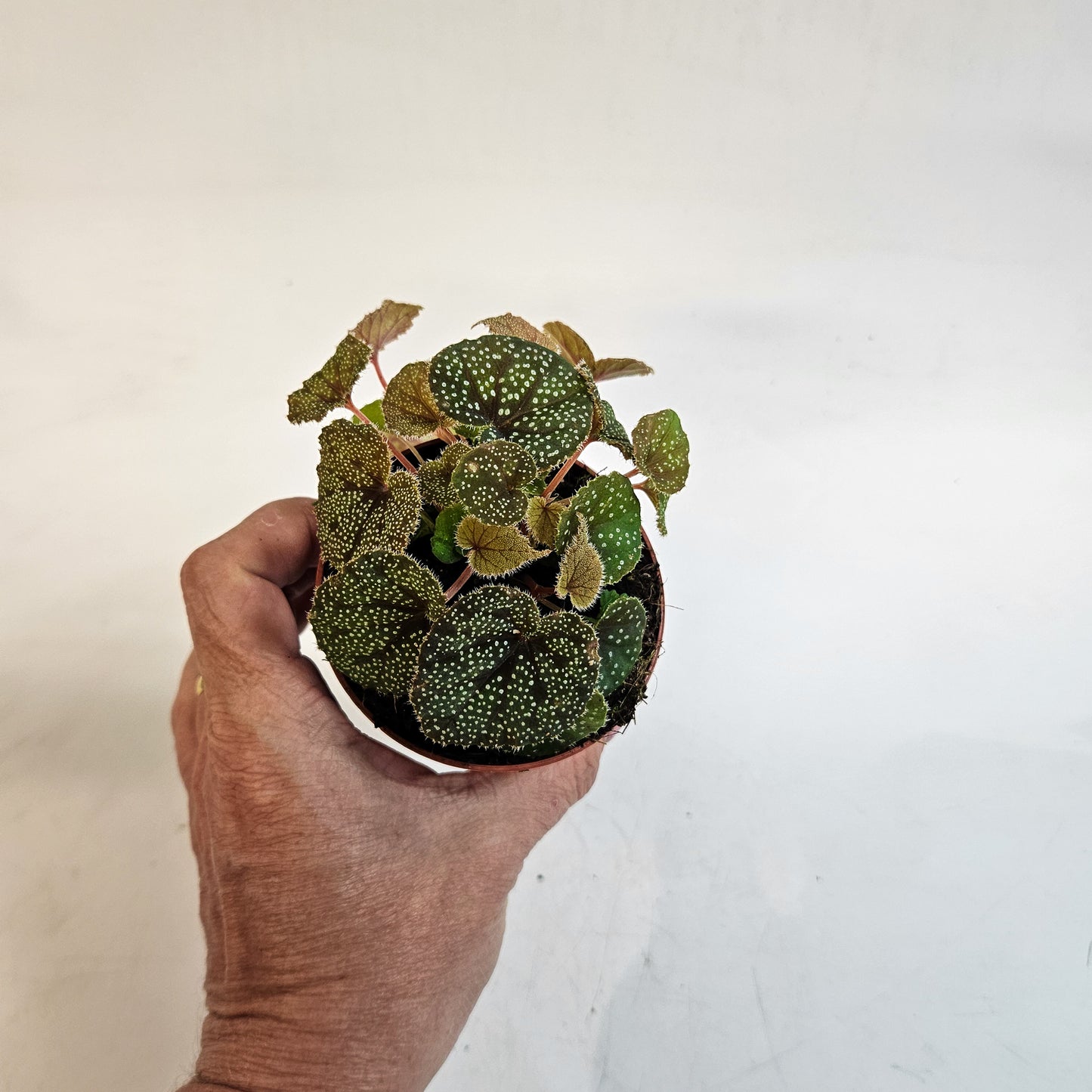 Begonia curtisii 'Galaxy' 8cm H12cm