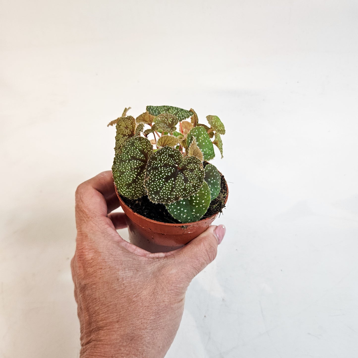 Begonia curtisii 'Galaxy' 8cm H12cm