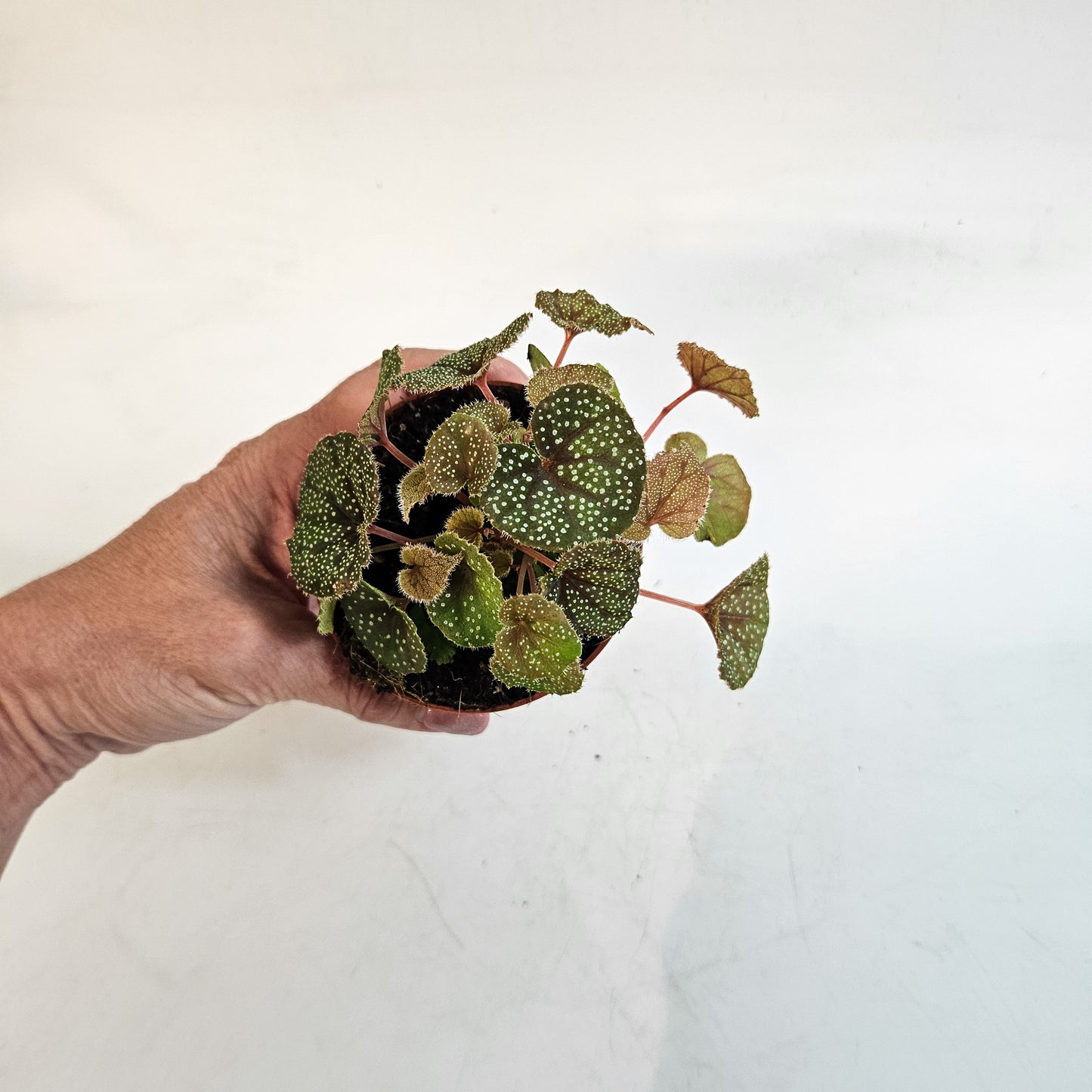 Begonia curtisii 'Galaxy' 8cm H12cm