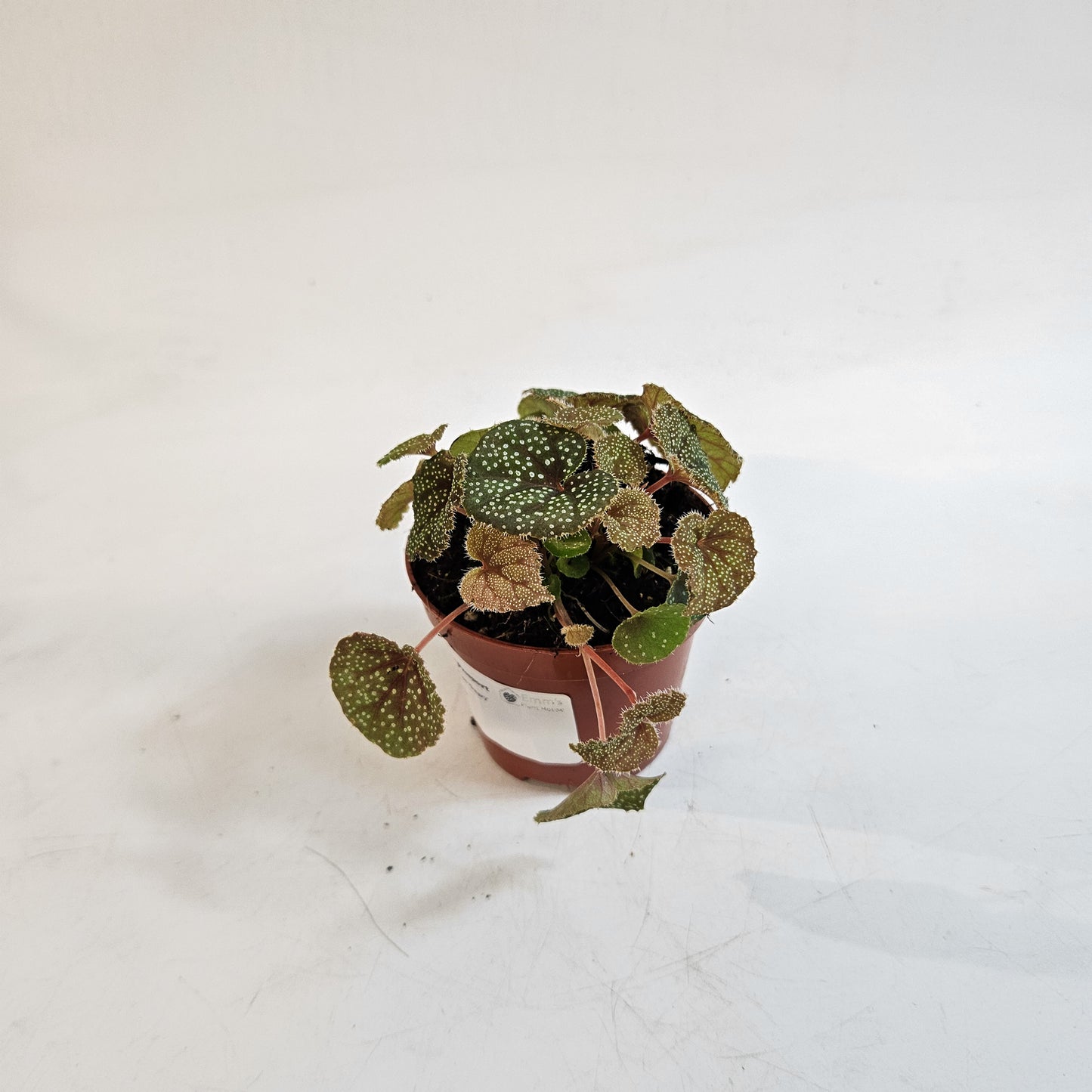 Begonia curtisii 'Galaxy' 8cm H12cm