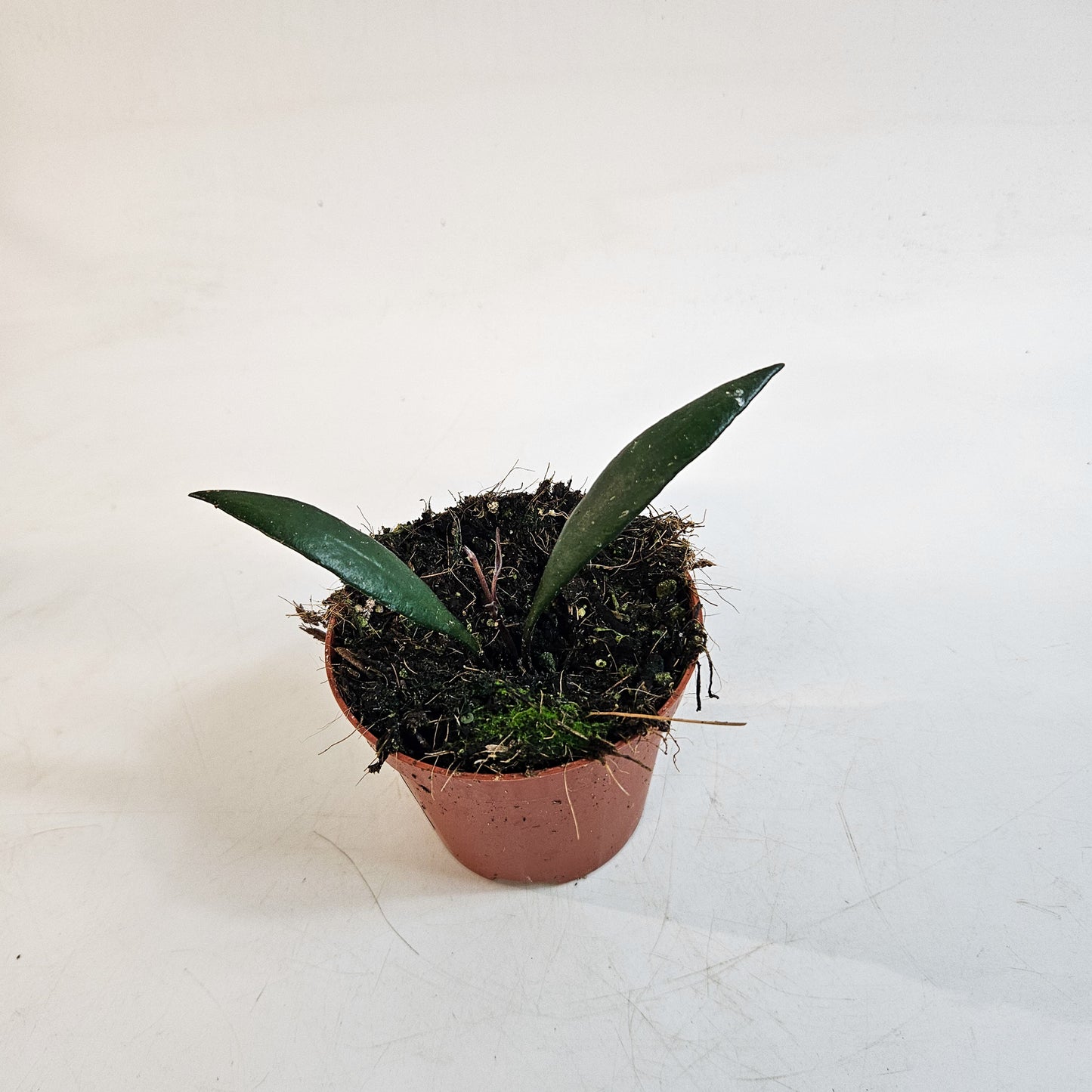 Hoya 'Red Moon' 8cm H10cm
