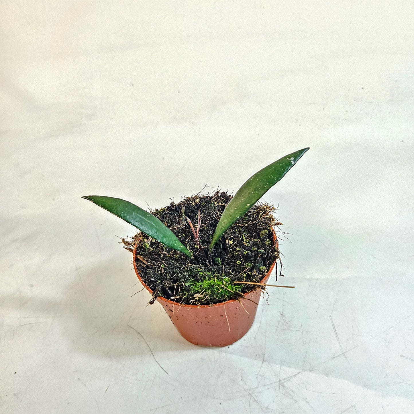Hoya 'Red Moon' 8cm H10cm