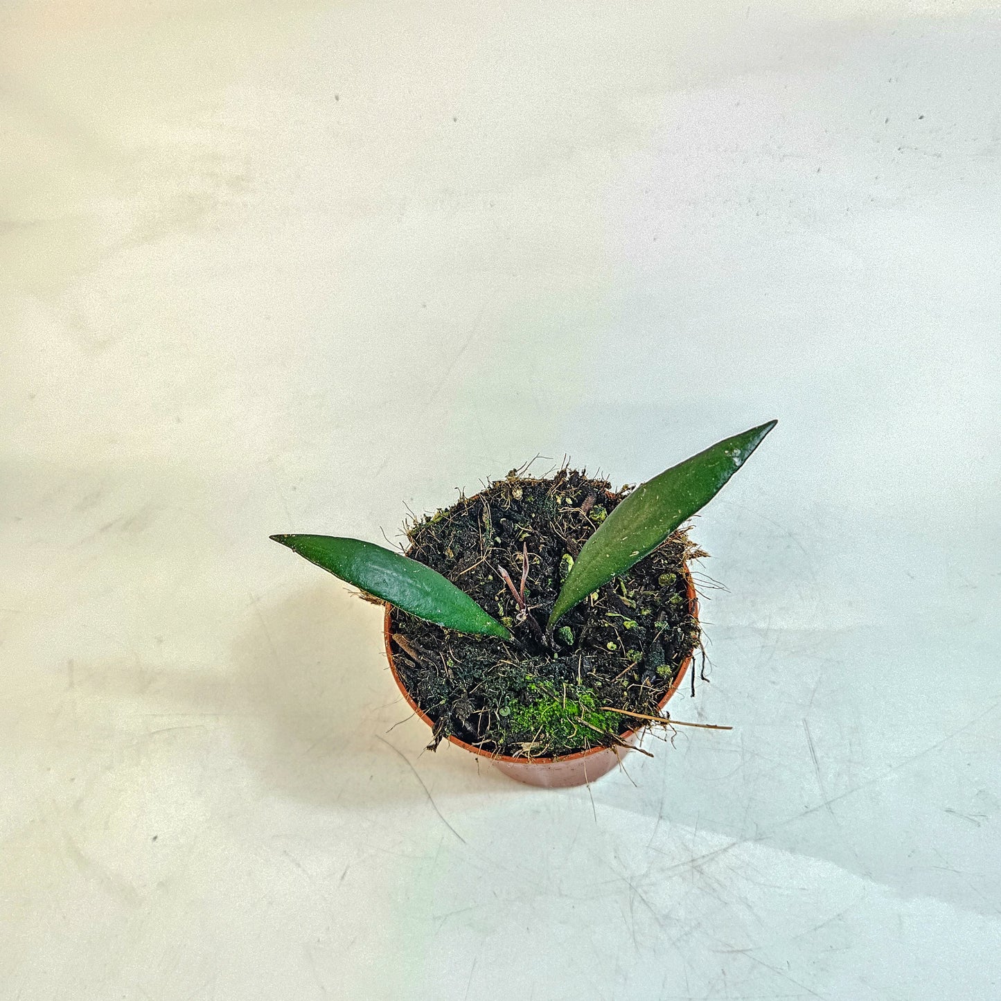 Hoya 'Red Moon' 8cm H10cm