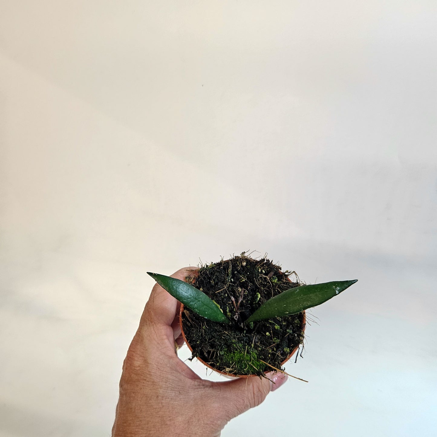 Hoya 'Red Moon' 8cm H10cm