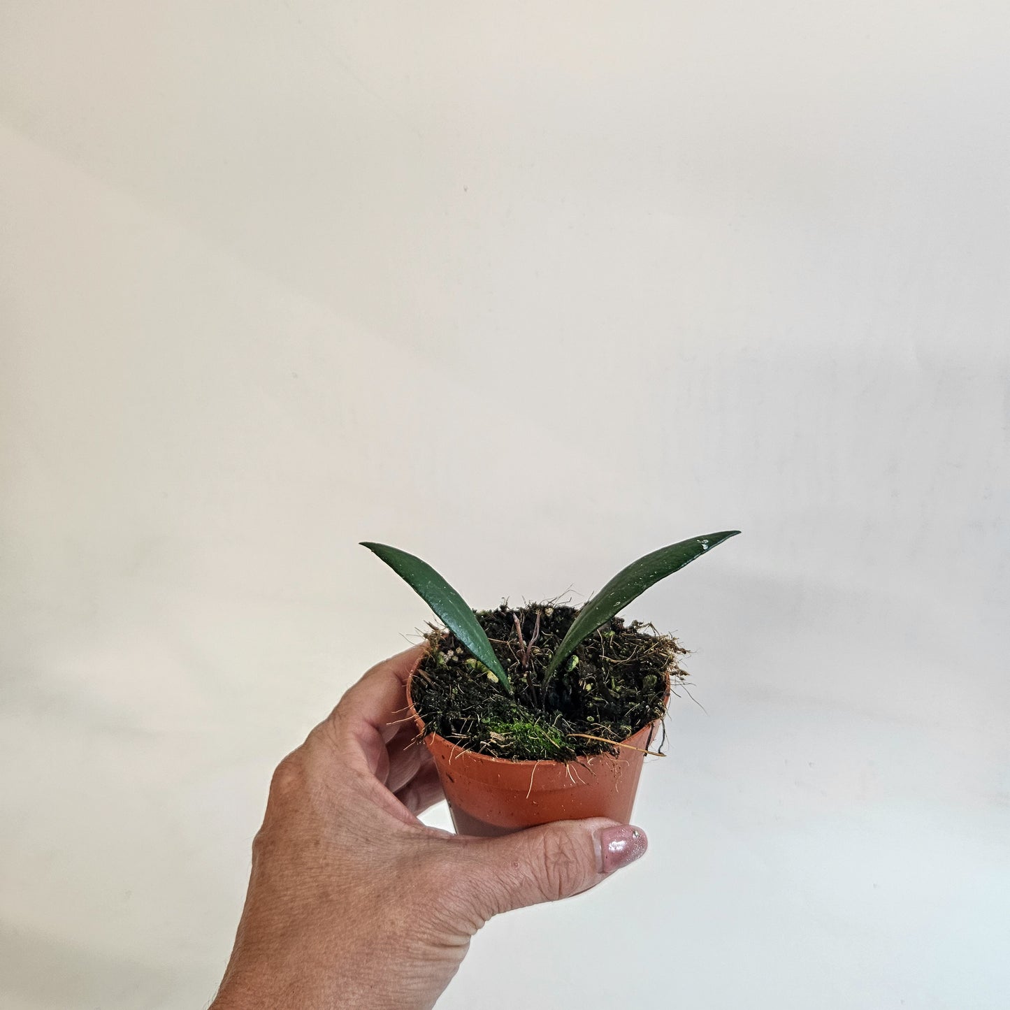 Hoya 'Red Moon' 8cm H10cm