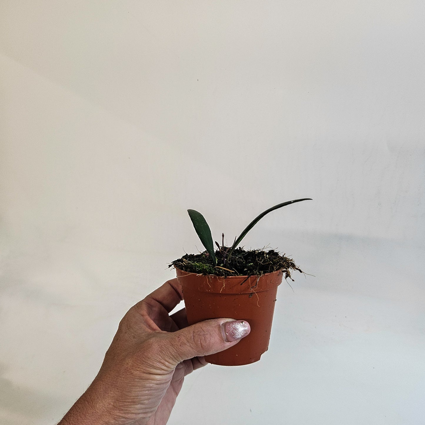 Hoya 'Red Moon' 8cm H10cm