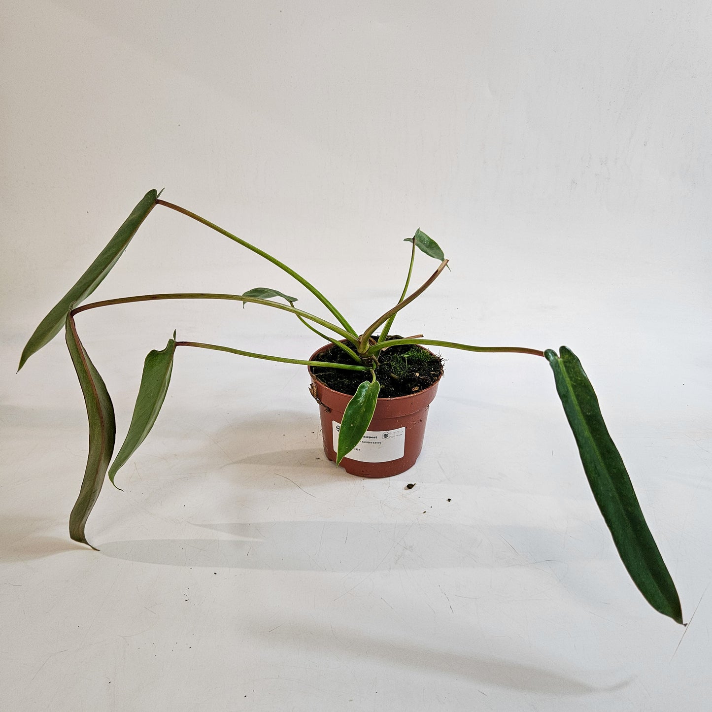 Philodendron spiritus-sancti 10.5cm H25cm