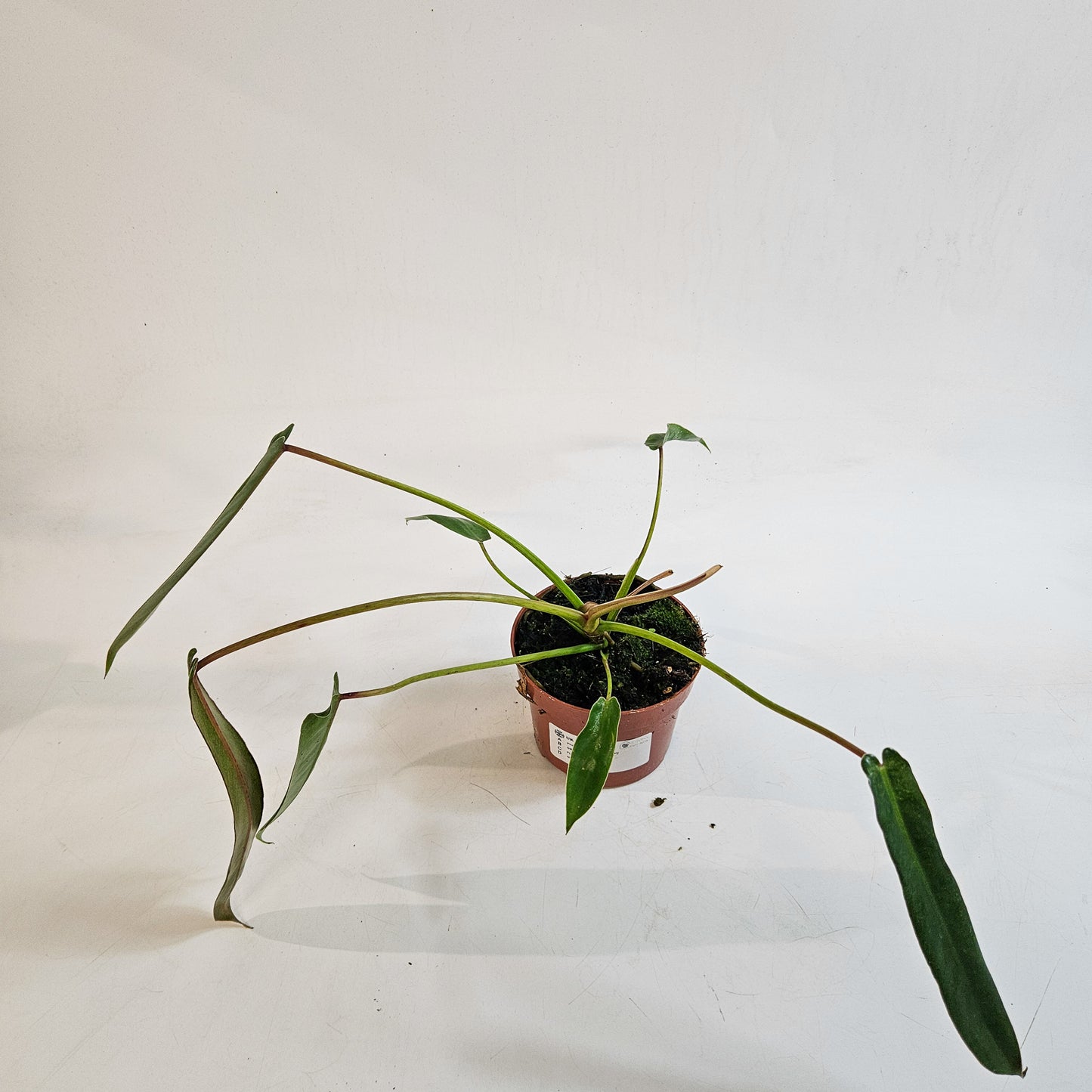 Philodendron spiritus-sancti 10.5cm H25cm