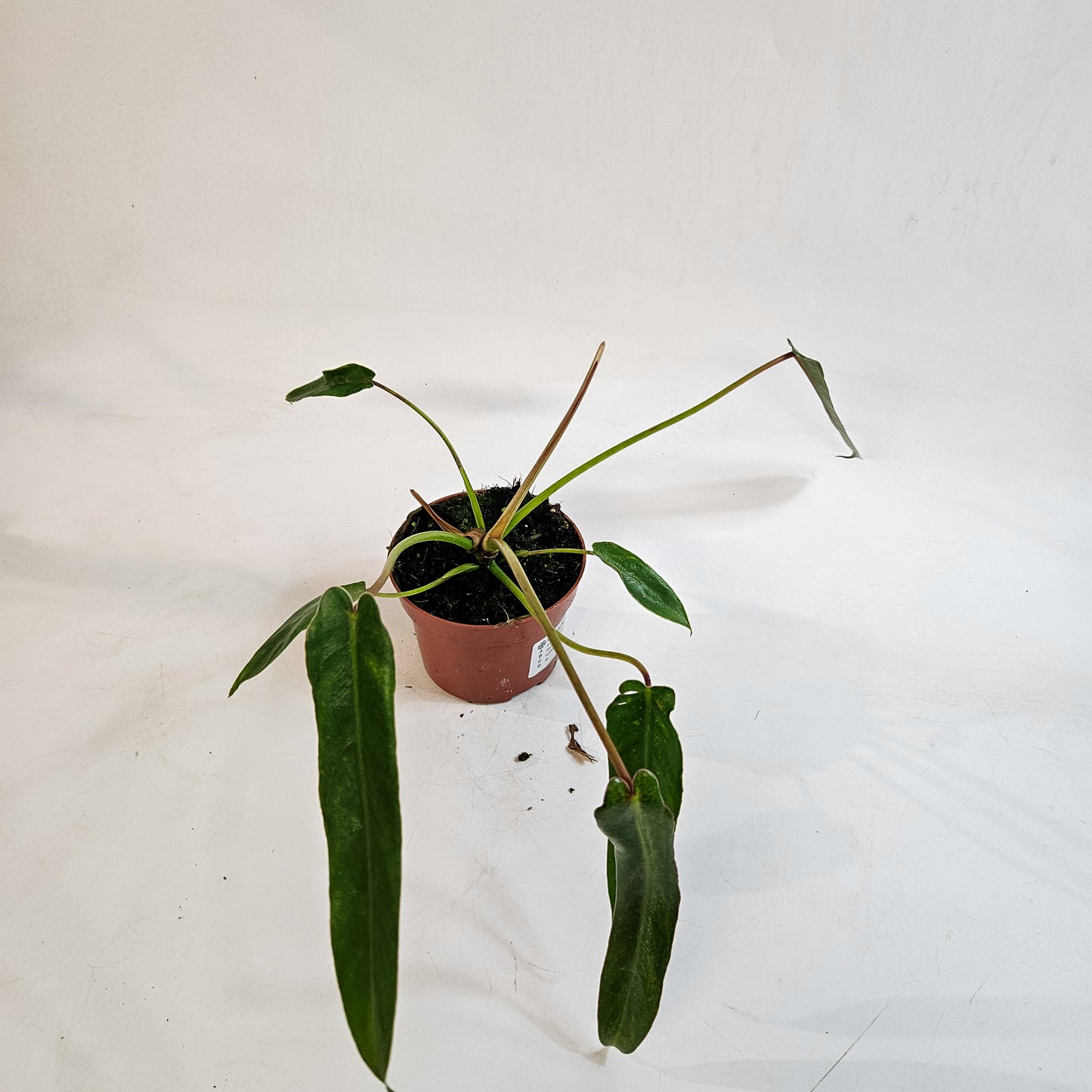Philodendron spiritus-sancti 10.5cm H25cm