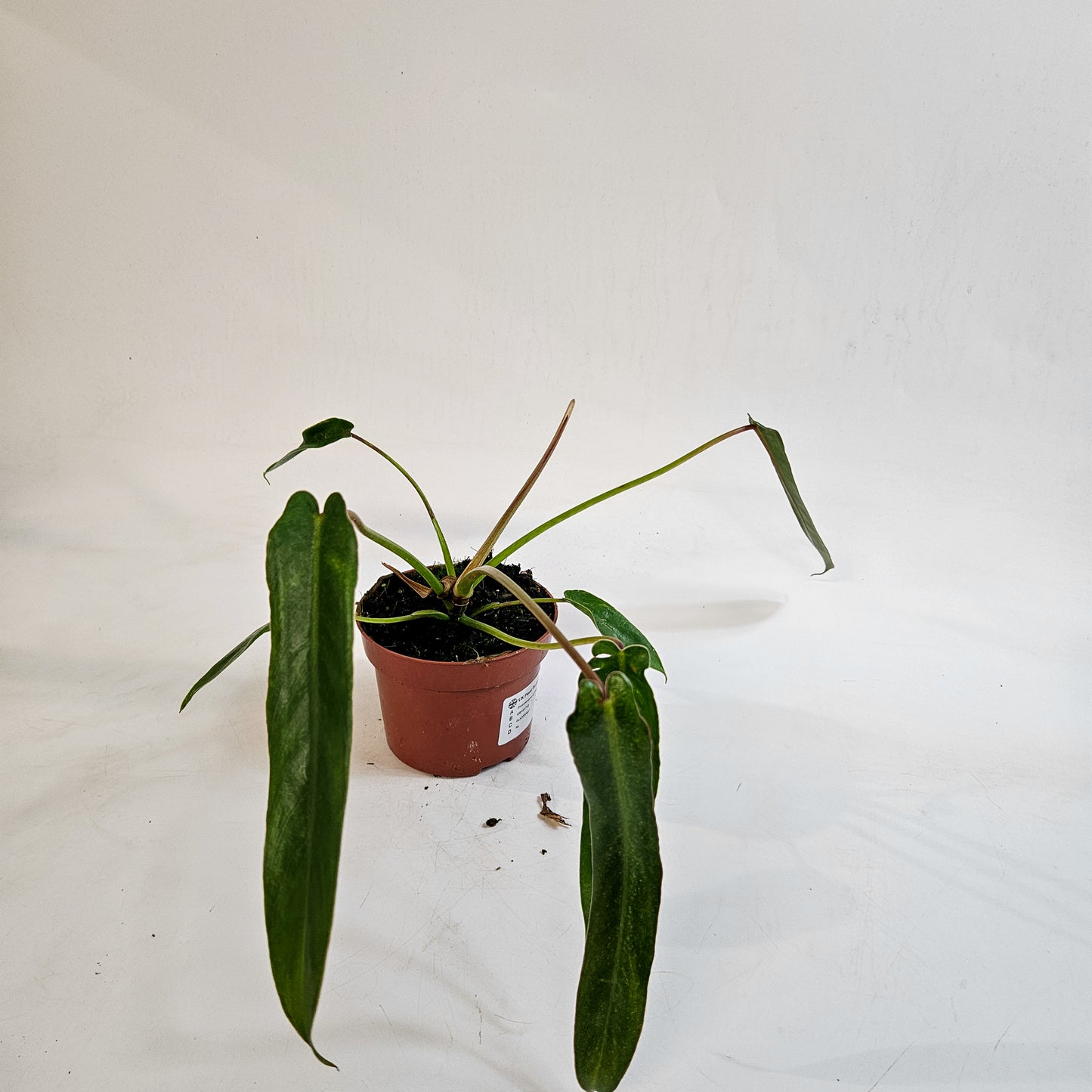 Philodendron spiritus-sancti 10.5cm H25cm