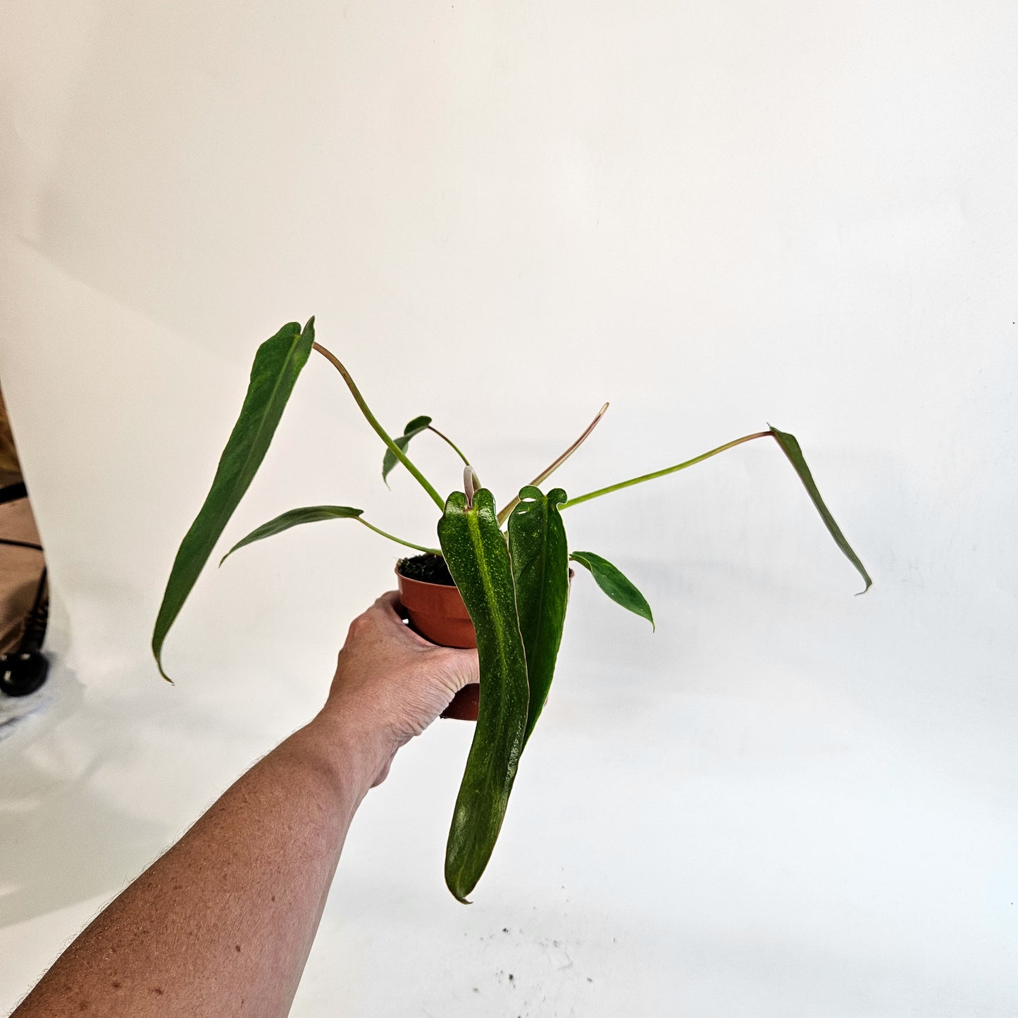 Philodendron spiritus-sancti 10.5cm H25cm