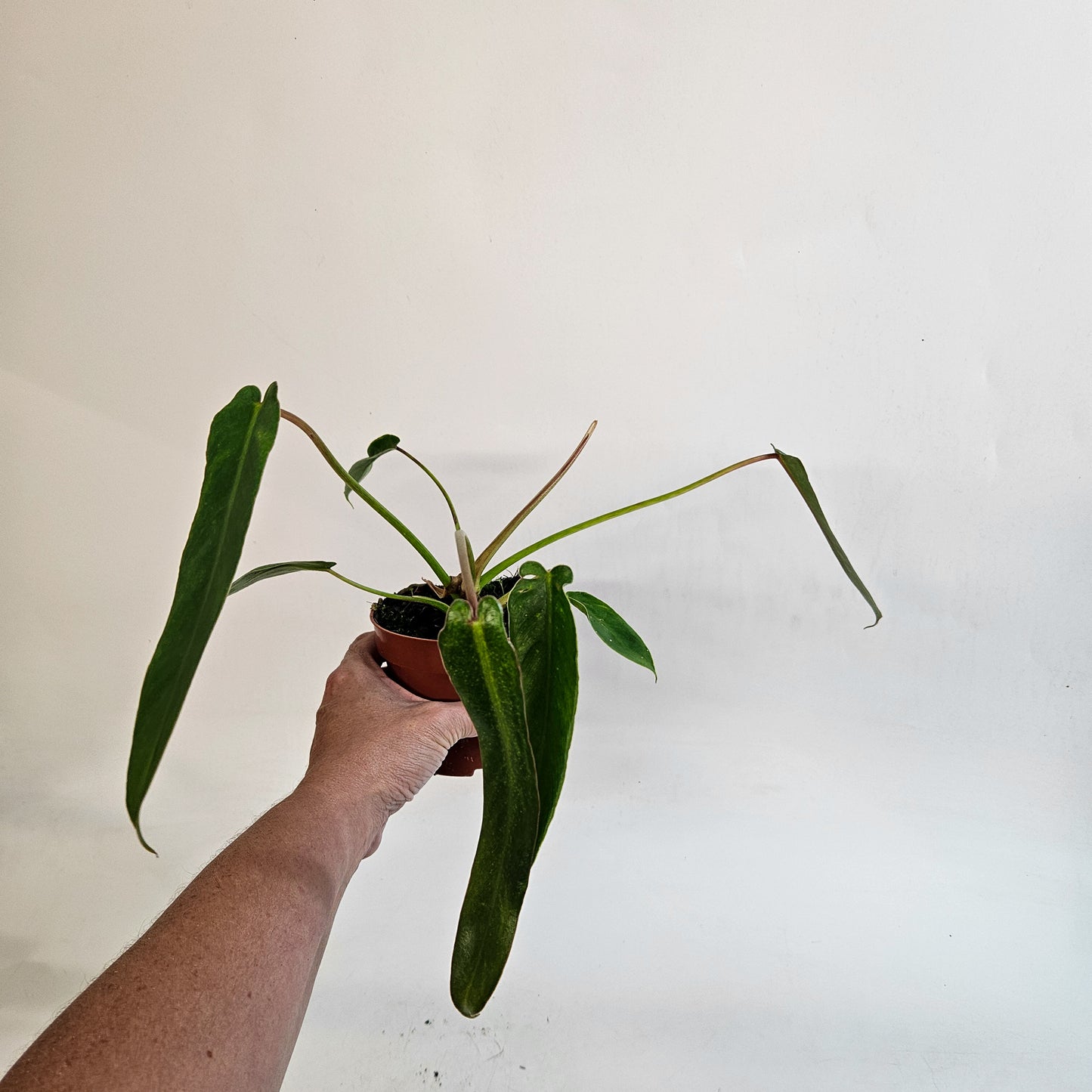 Philodendron spiritus-sancti 10.5cm H25cm