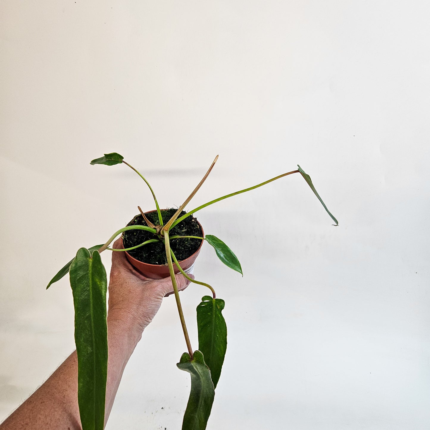 Philodendron spiritus-sancti 10.5cm H25cm
