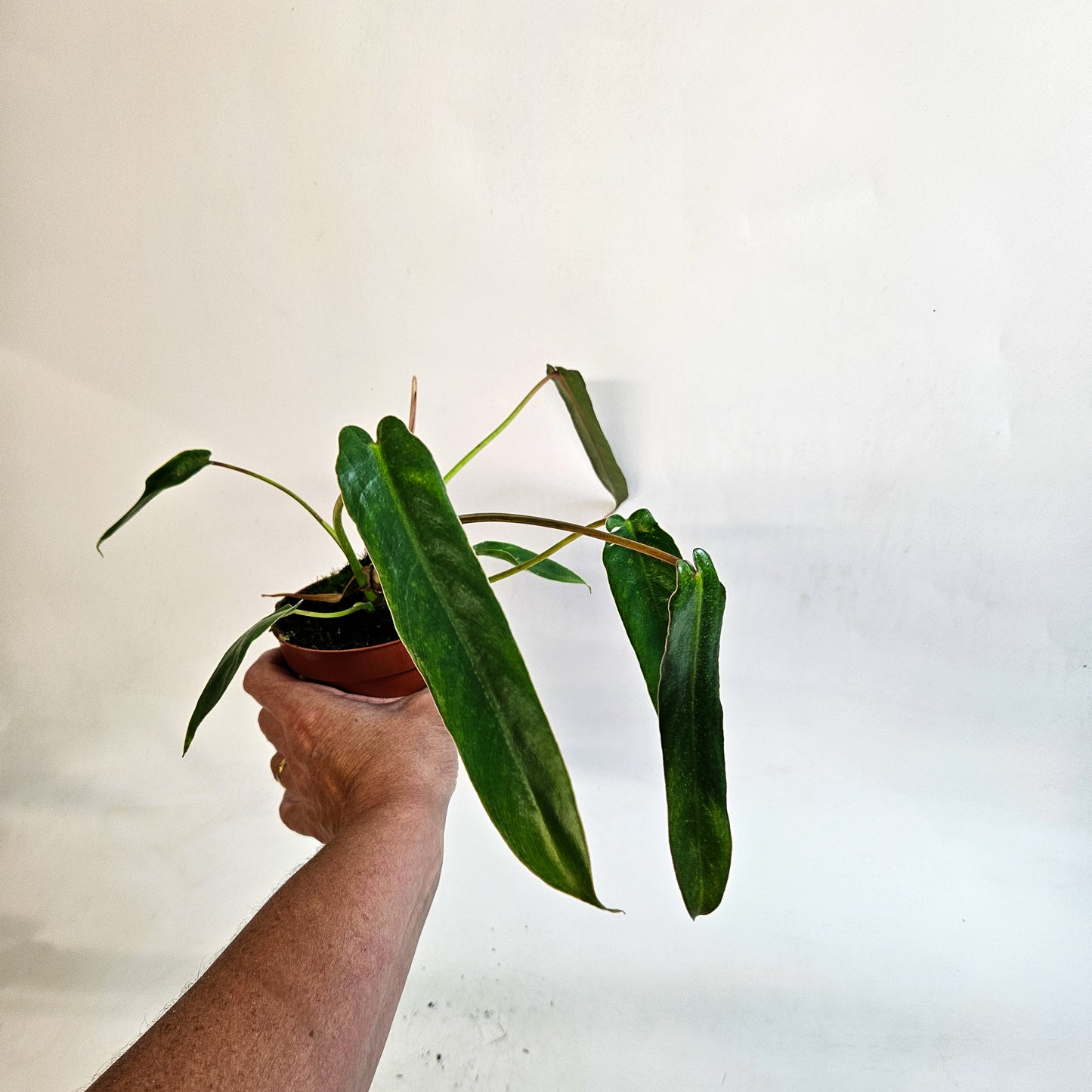 Philodendron spiritus-sancti 10.5cm H25cm