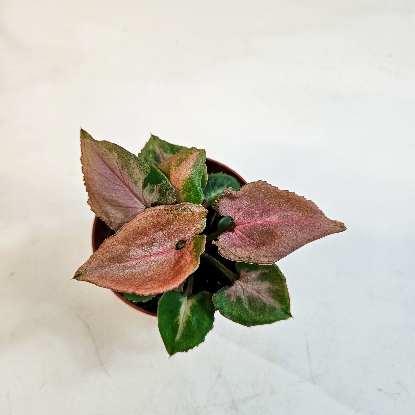 Syngonium 'Pink Perfection' 8cm H10cm