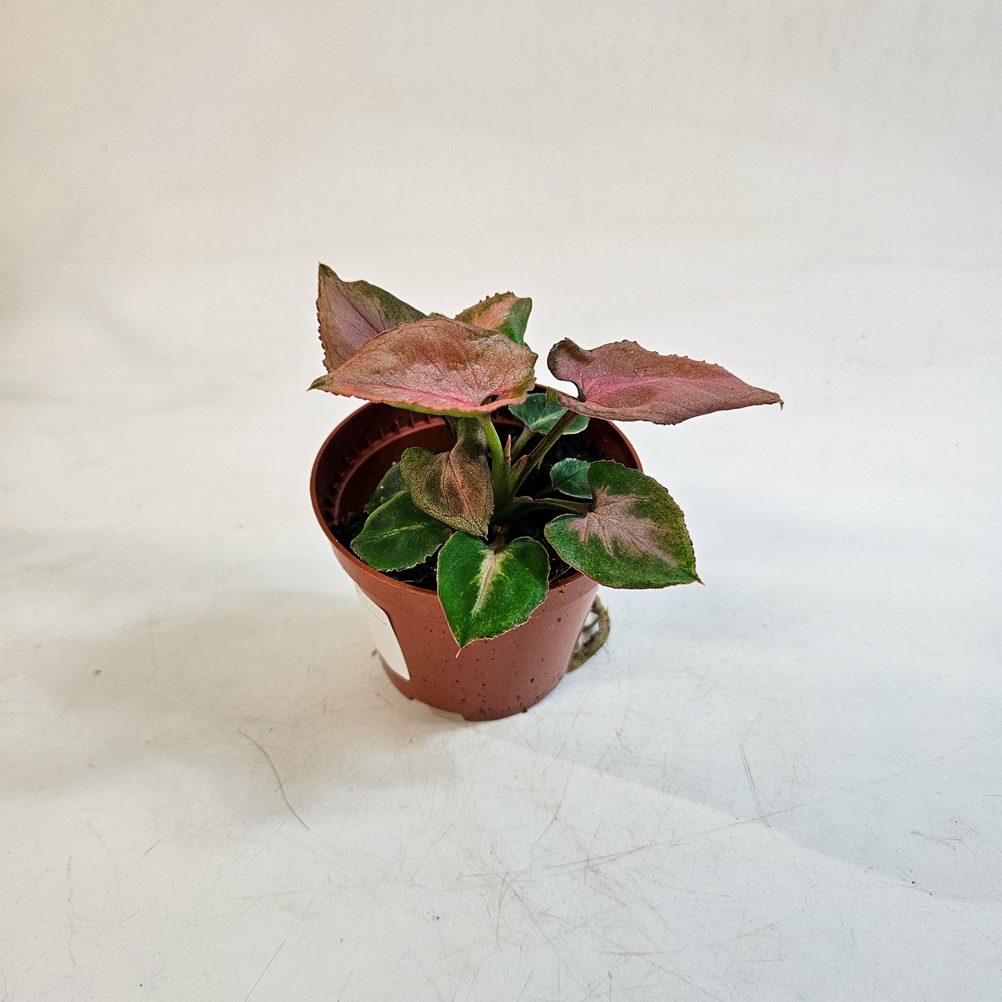 Syngonium 'Pink Perfection' 8cm H10cm