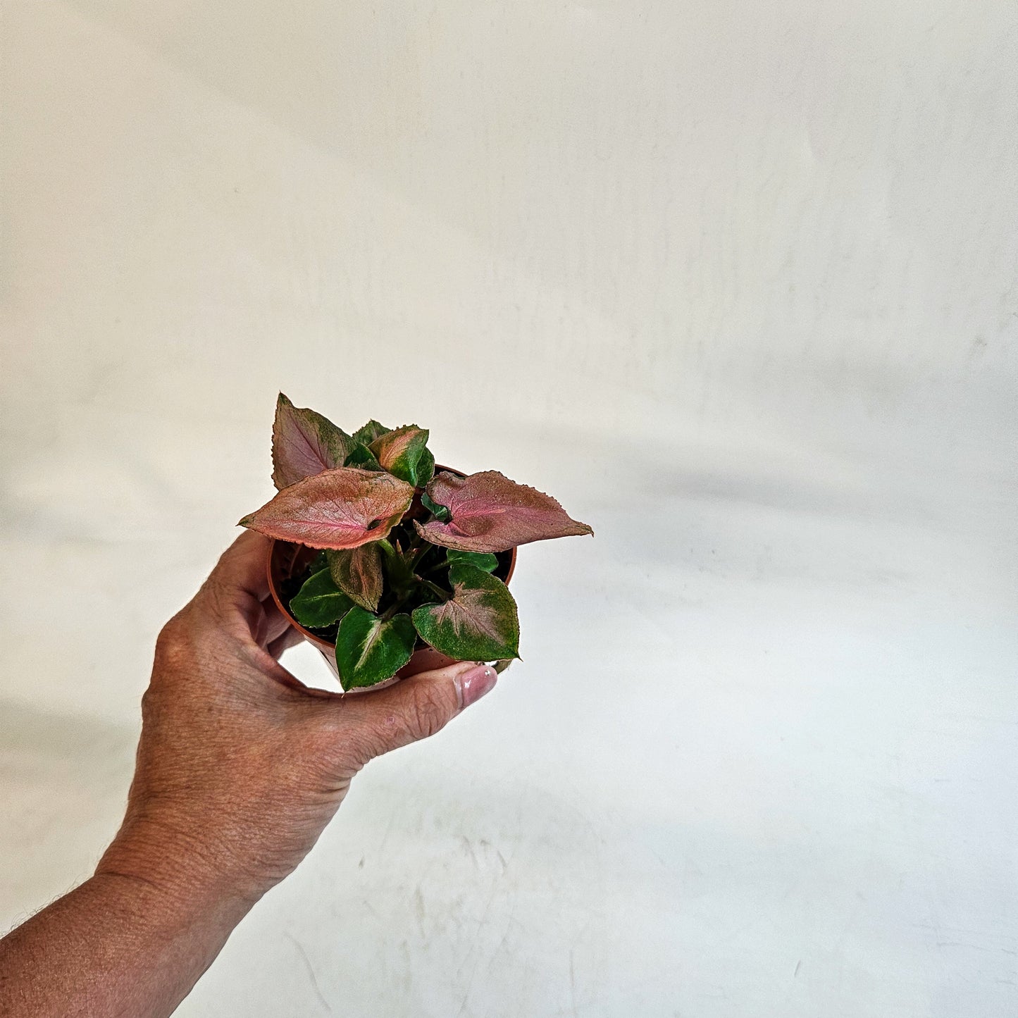 Syngonium 'Pink Perfection' 8cm H10cm