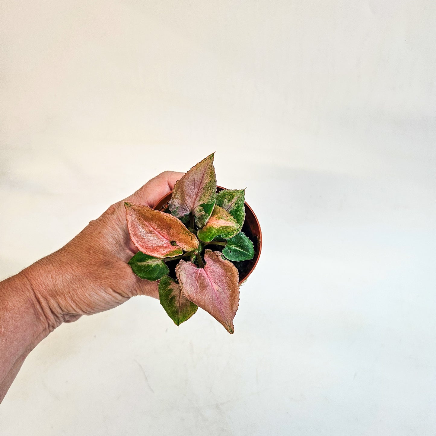 Syngonium 'Pink Perfection' 8cm H10cm