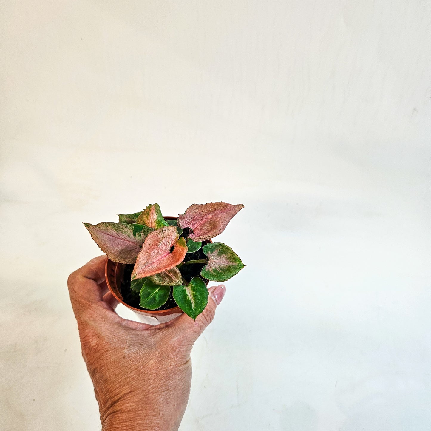 Syngonium 'Pink Perfection' 8cm H10cm