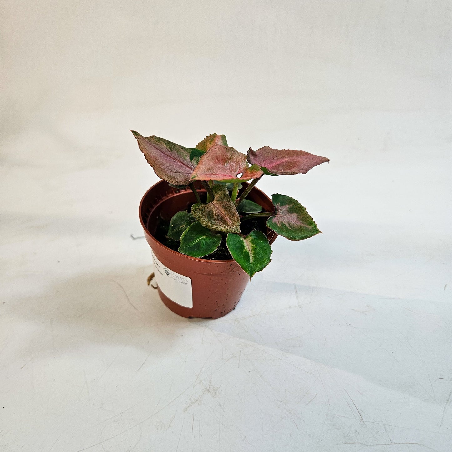 Syngonium 'Pink Perfection' 8cm H10cm