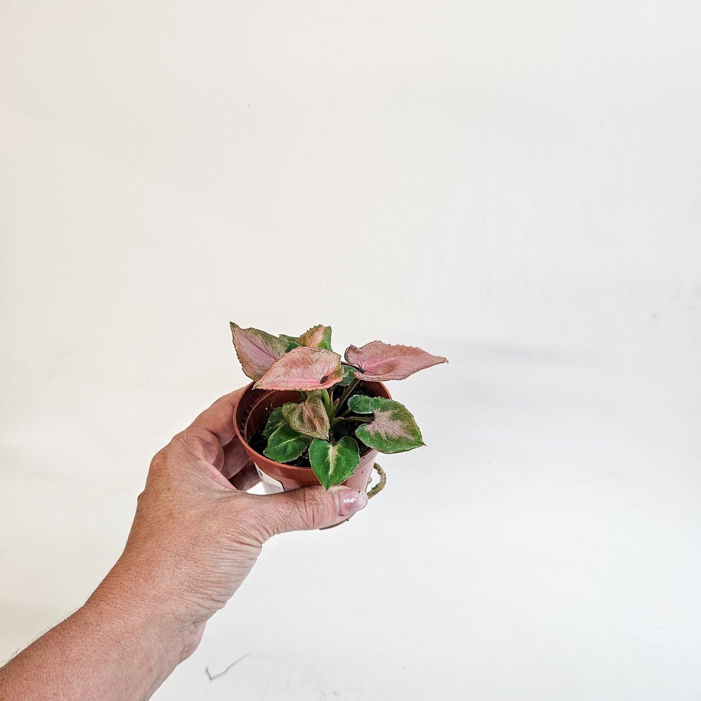 Syngonium 'Pink Perfection' 8cm H10cm