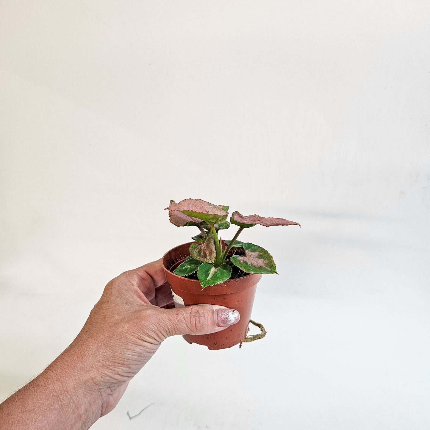 Syngonium 'Pink Perfection' 8cm H10cm