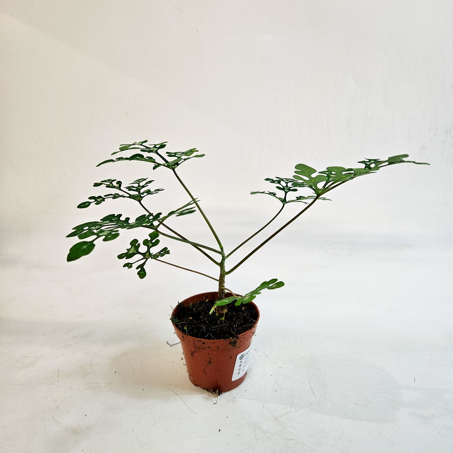 Adenia perrieri 8cm H12cm