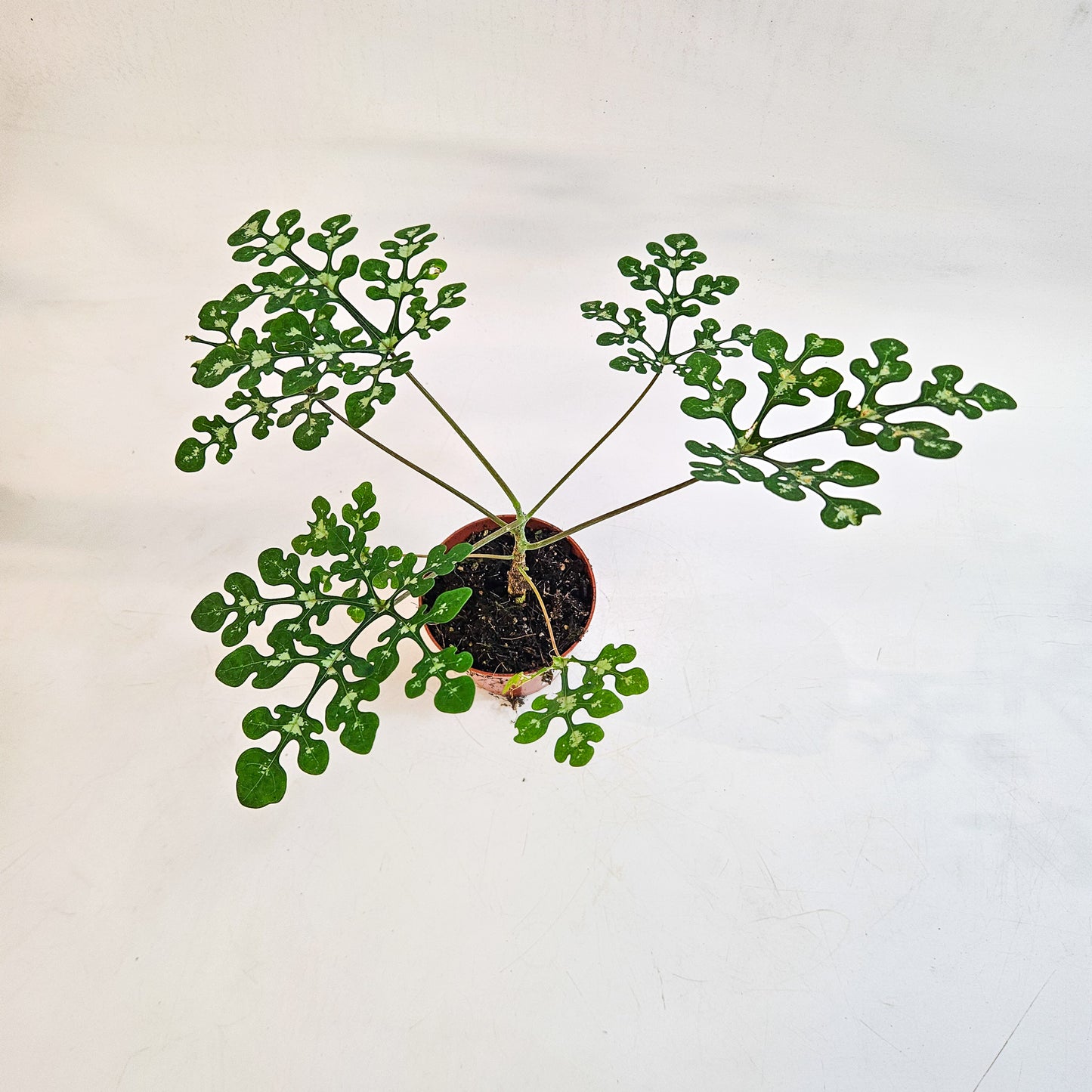 Adenia perrieri 8cm H12cm