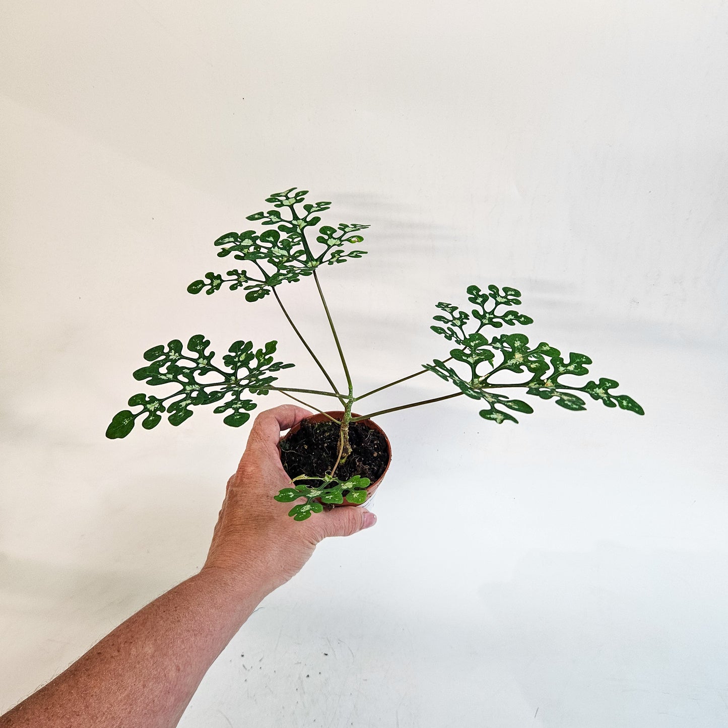 Adenia perrieri 8cm H12cm