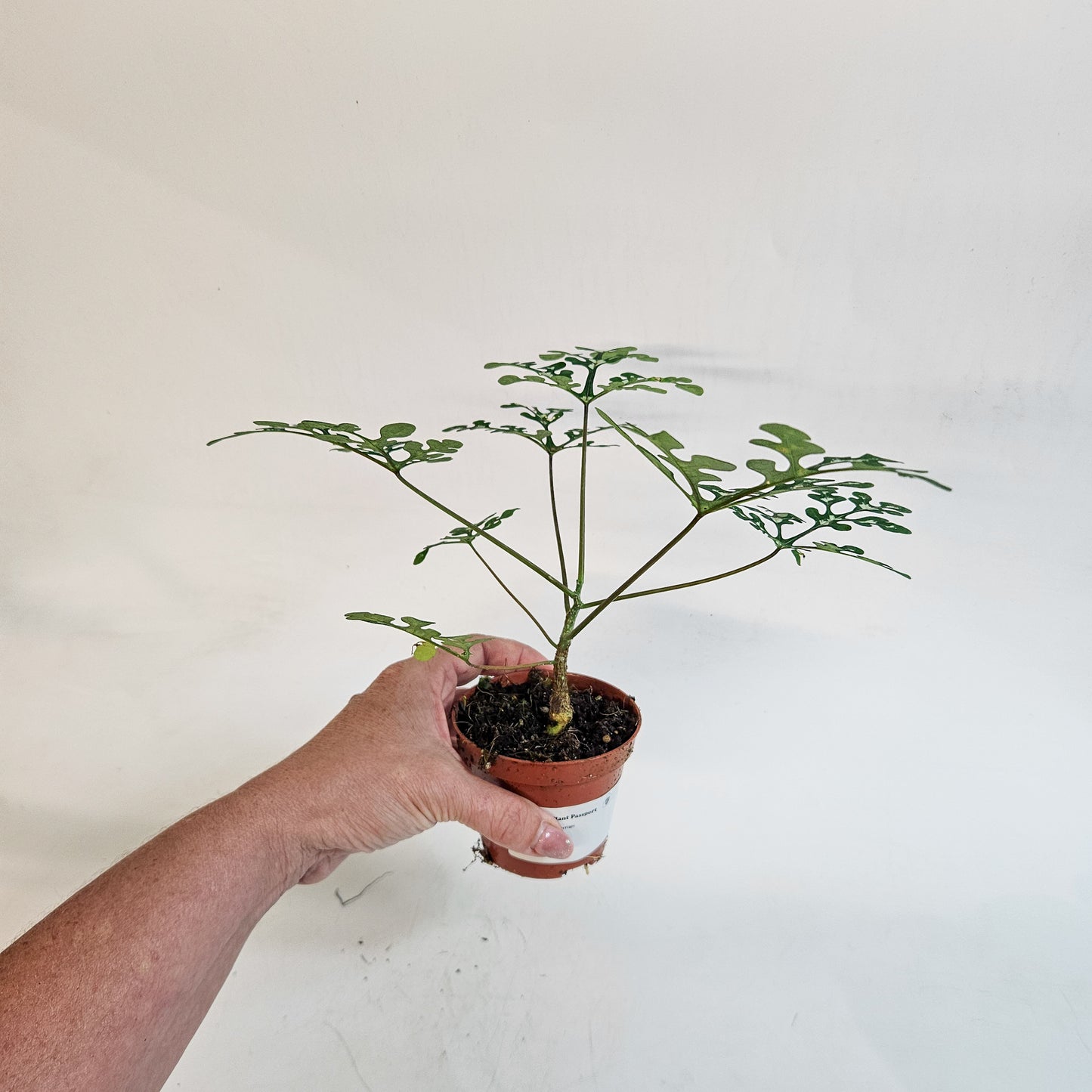 Adenia perrieri 8cm H12cm