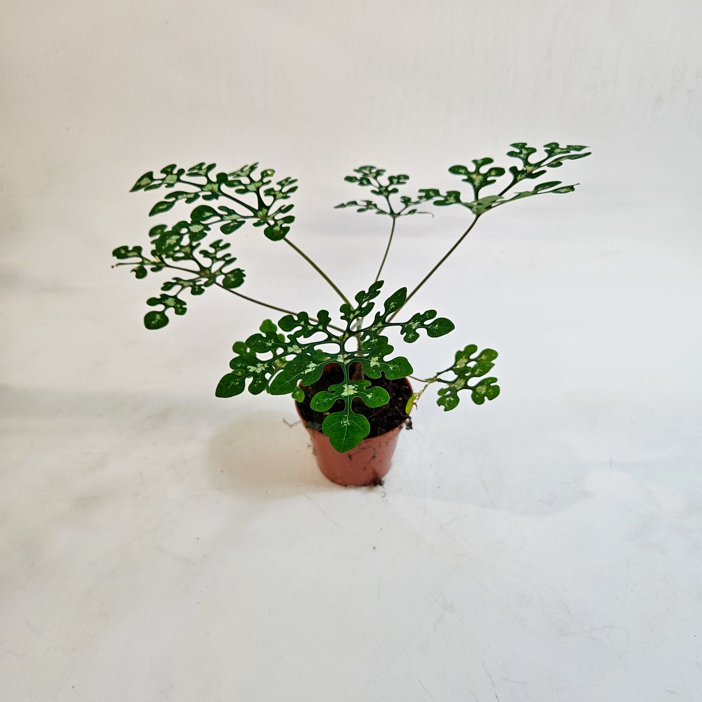 Adenia perrieri 8cm H12cm