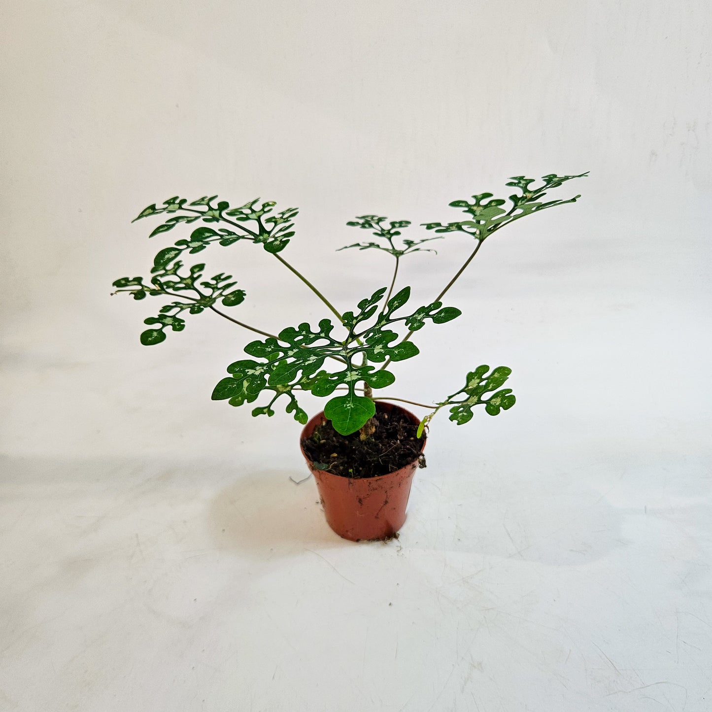Adenia perrieri 8cm H12cm