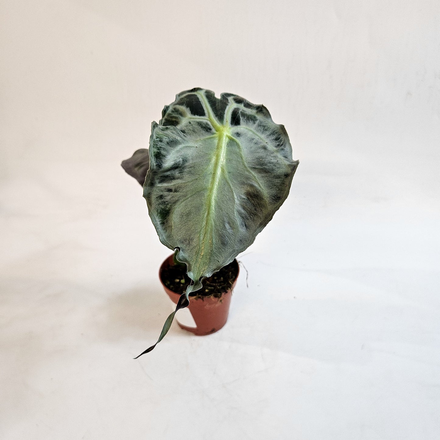 Alocasia 'Venom' 8cm H12cm