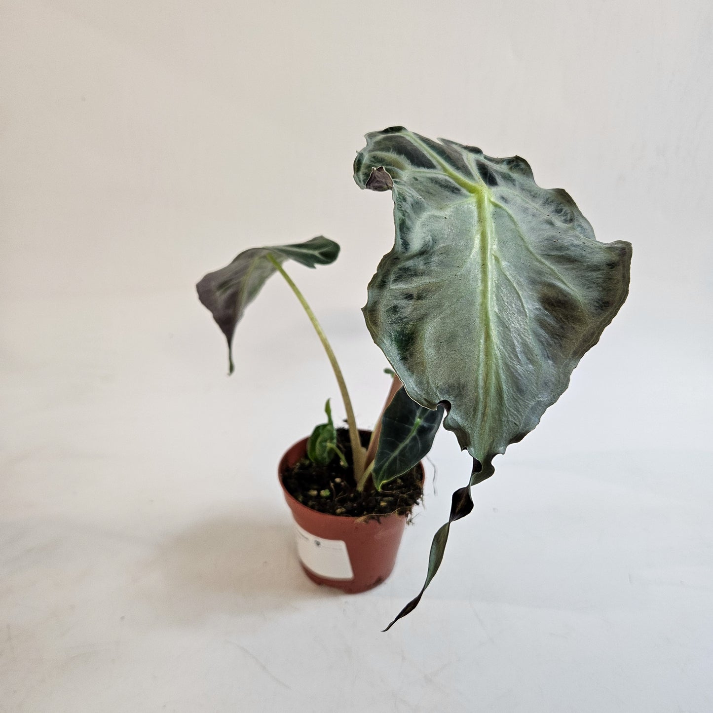 Alocasia 'Venom' 8cm H12cm