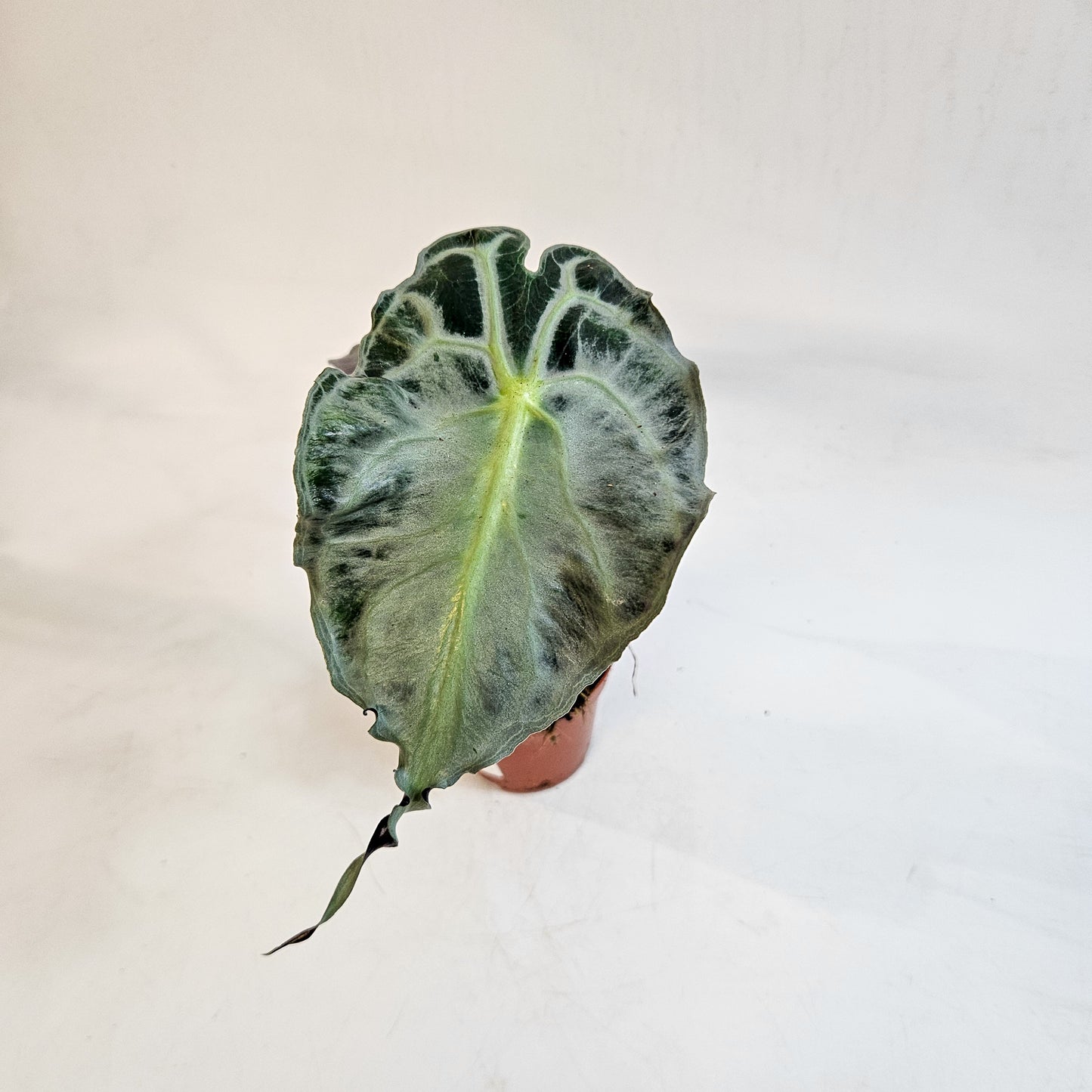 Alocasia 'Venom' 8cm H12cm