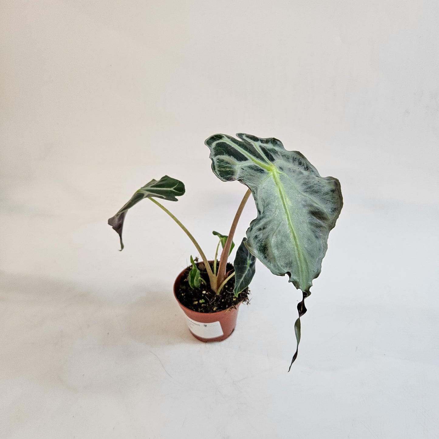Alocasia 'Venom' 8cm H12cm