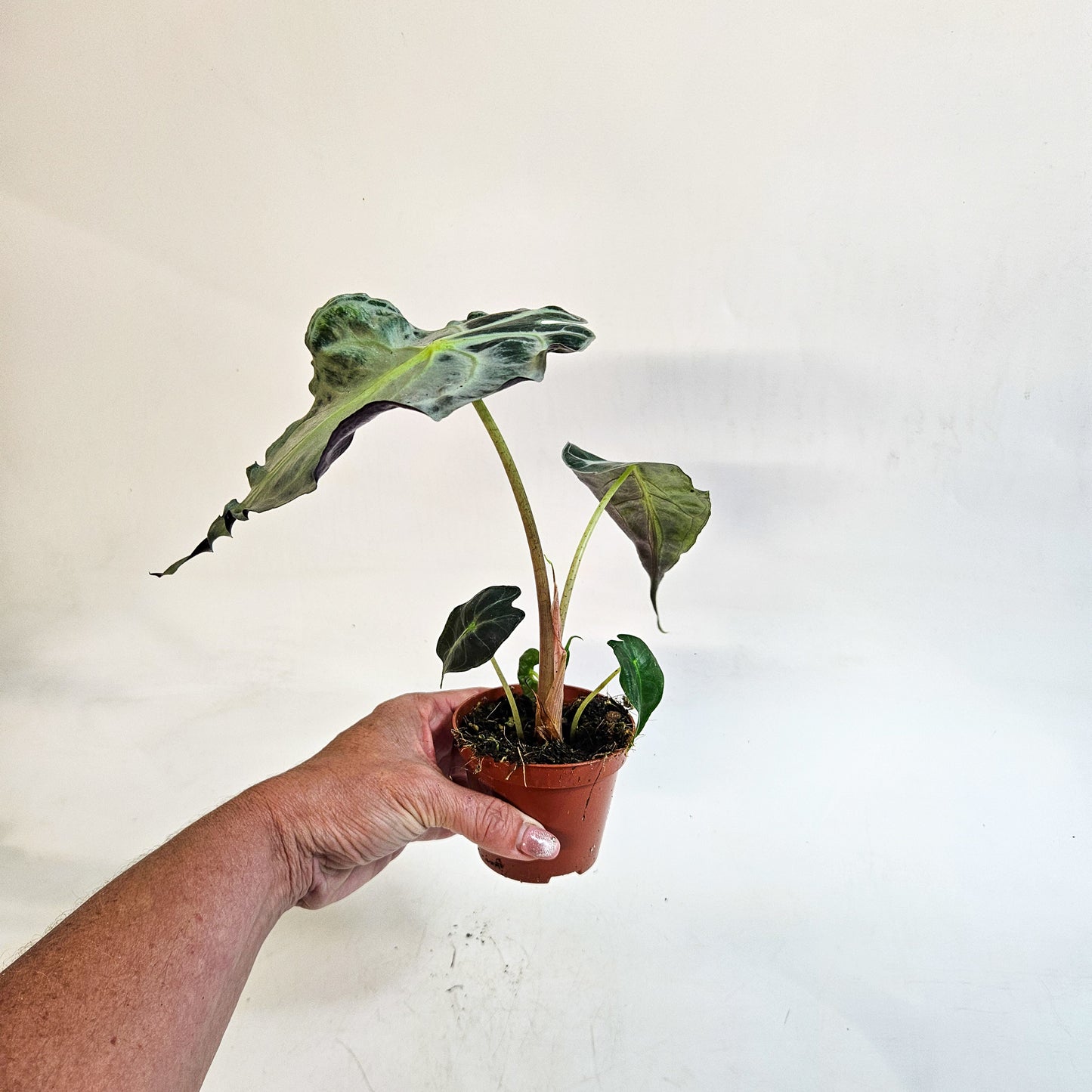 Alocasia 'Venom' 8cm H12cm
