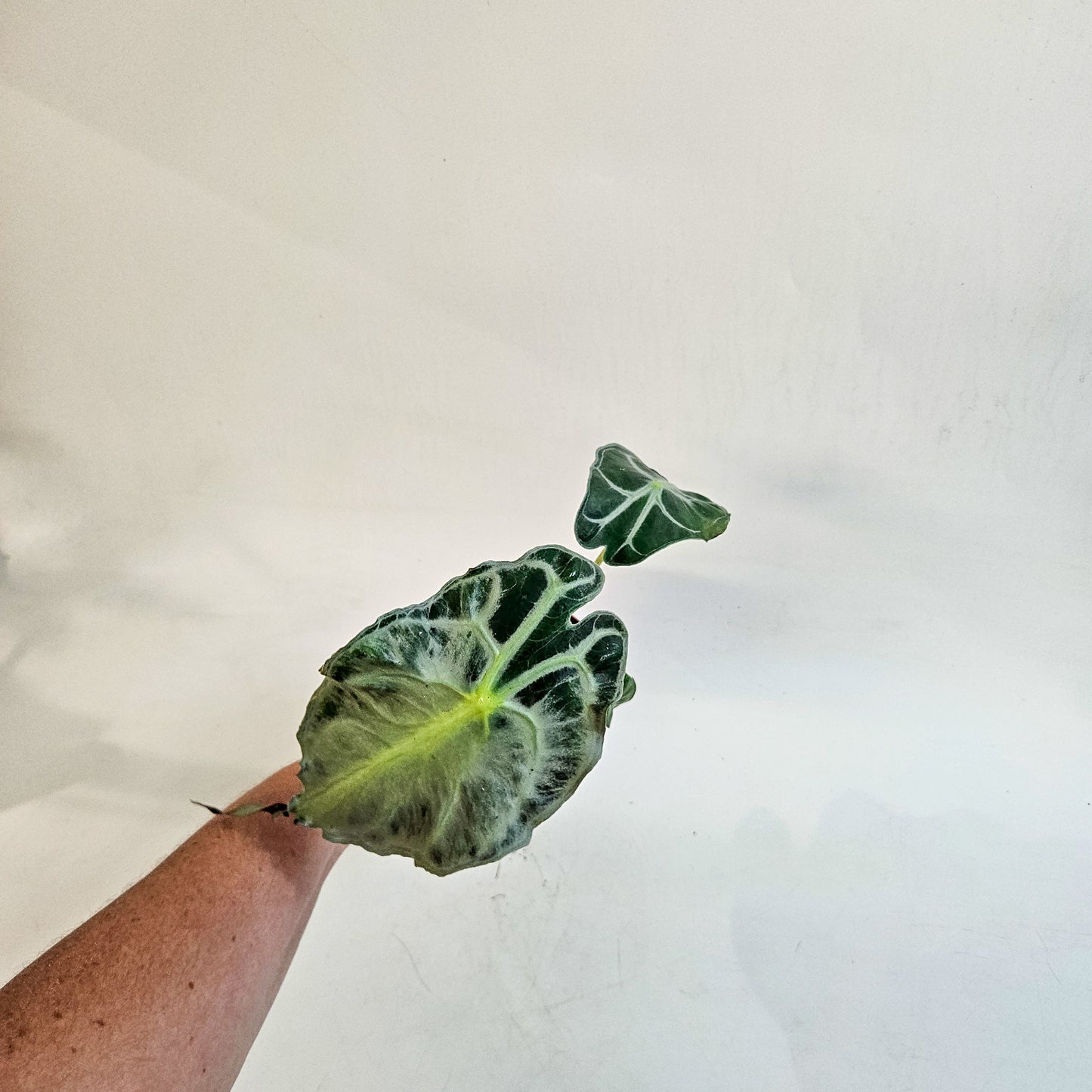 Alocasia 'Venom' 8cm H12cm