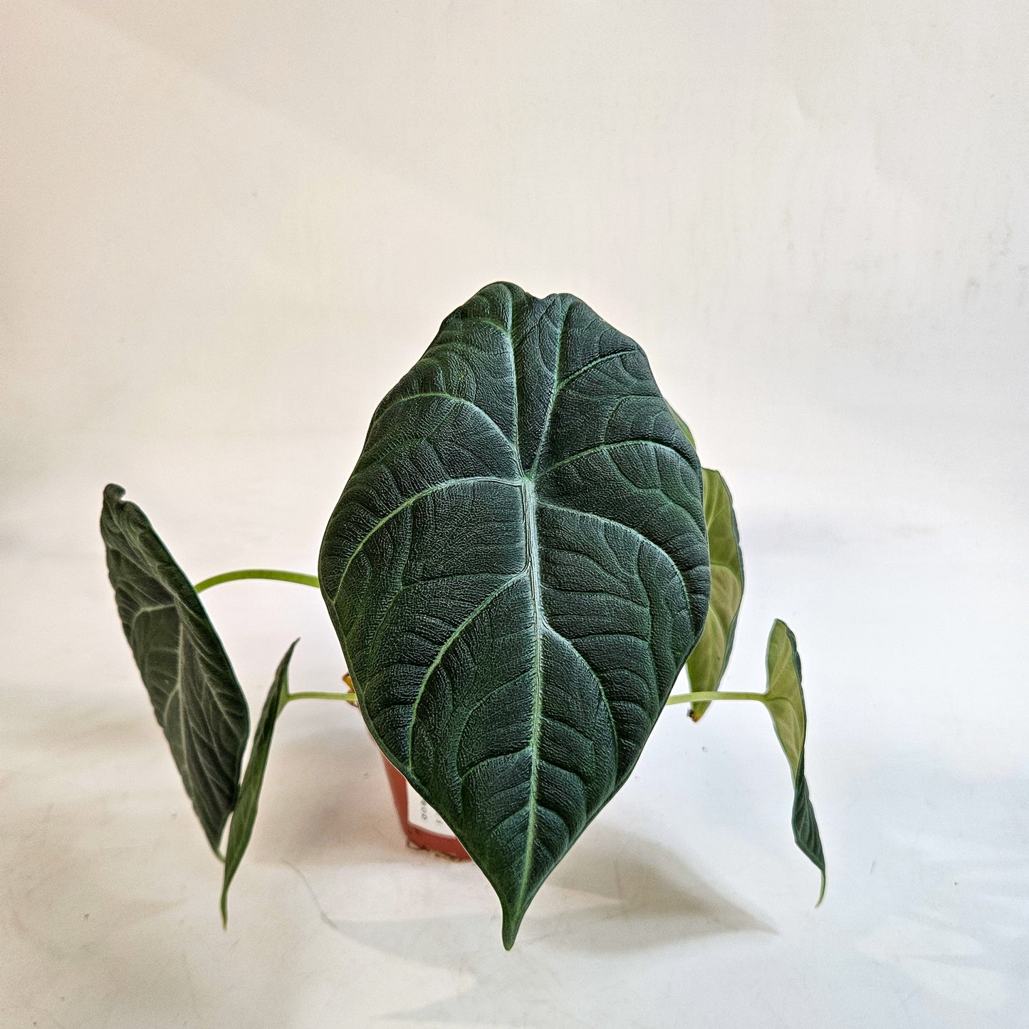 Alocasia 'Maharani' 8cm H12cm