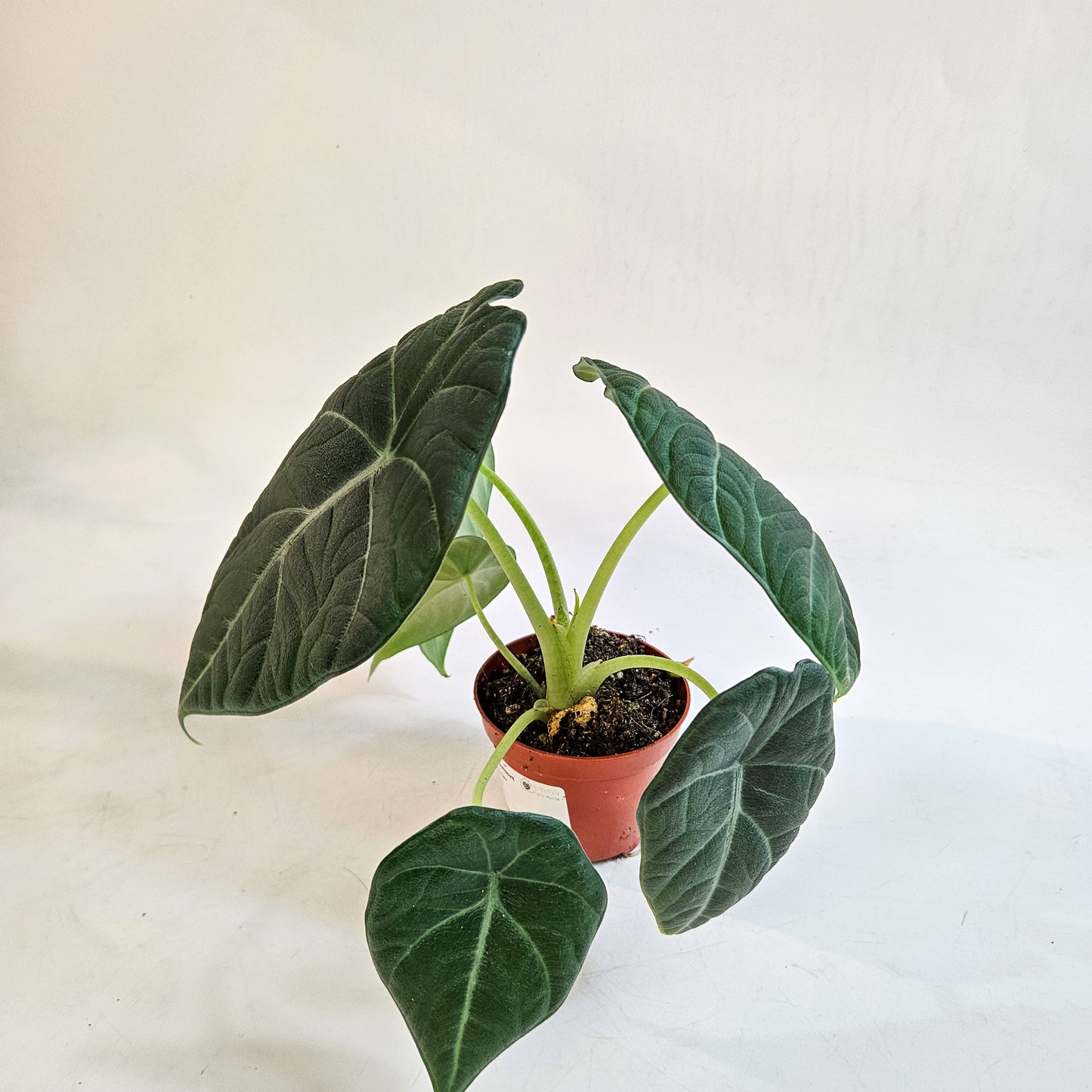 Alocasia 'Maharani' 8cm H12cm
