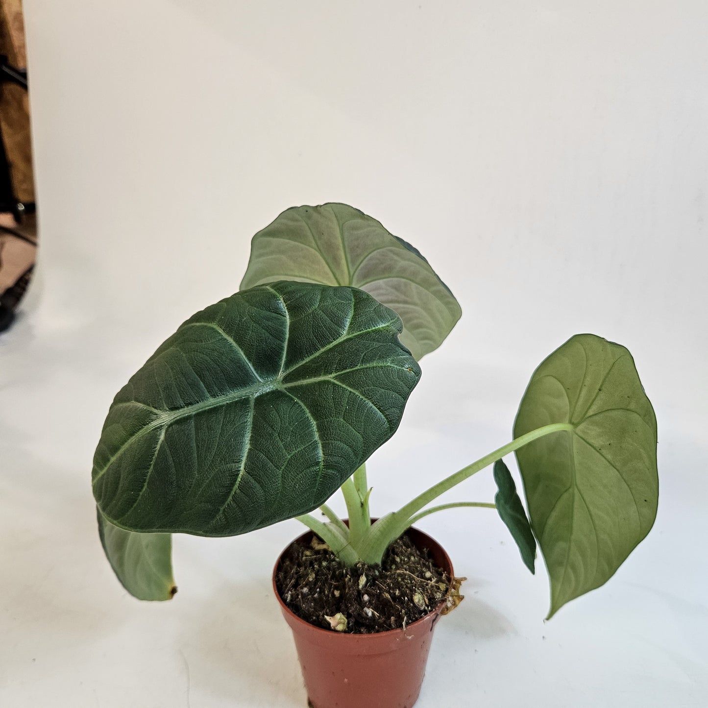 Alocasia 'Maharani' 8cm H12cm