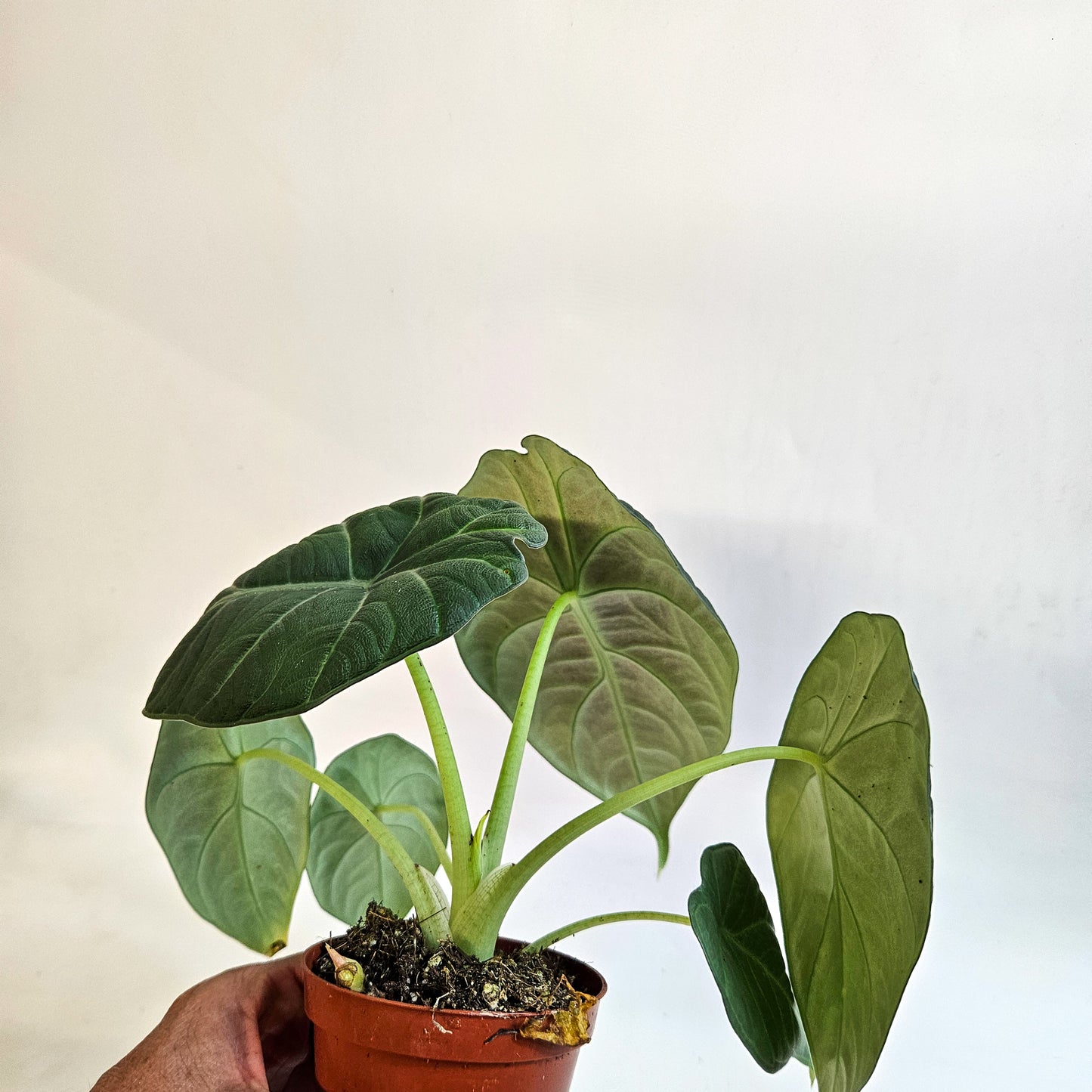 Alocasia 'Maharani' 8cm H12cm