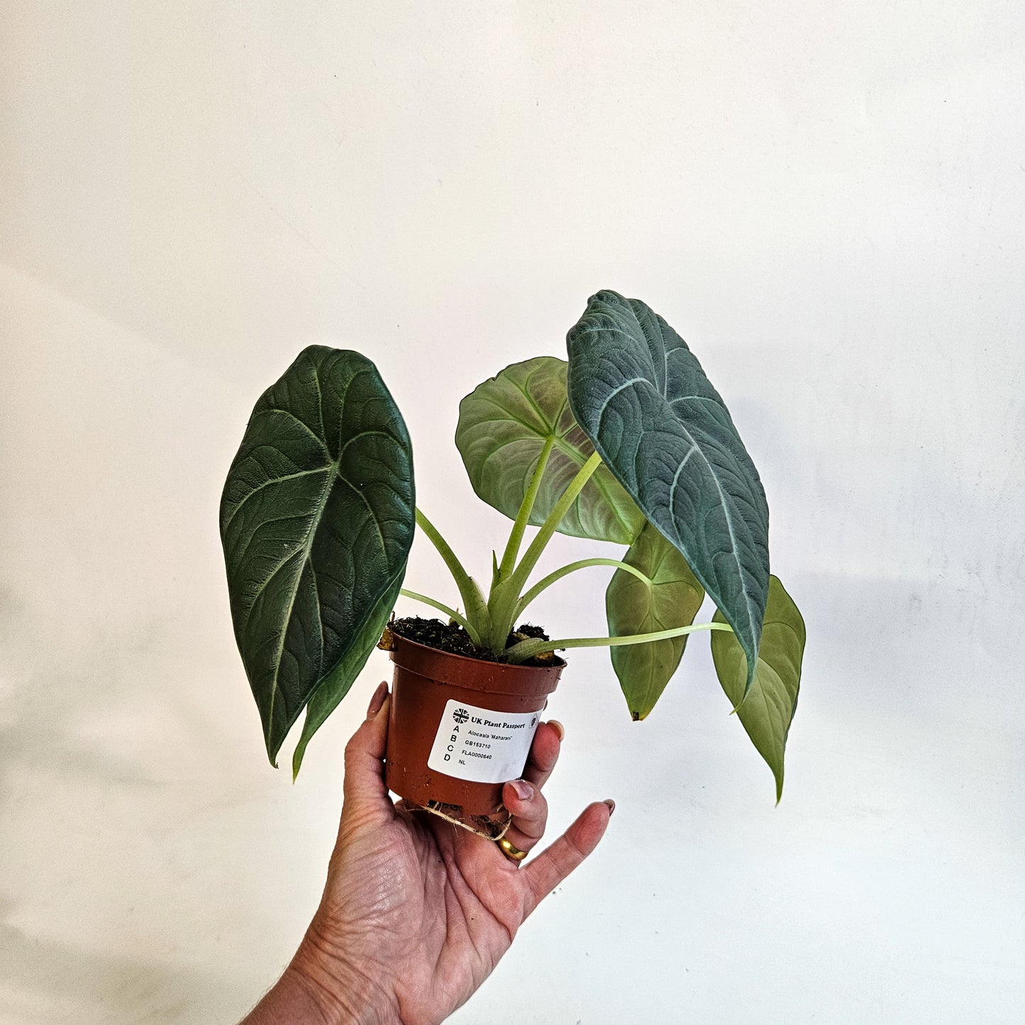 Alocasia 'Maharani' 8cm H12cm